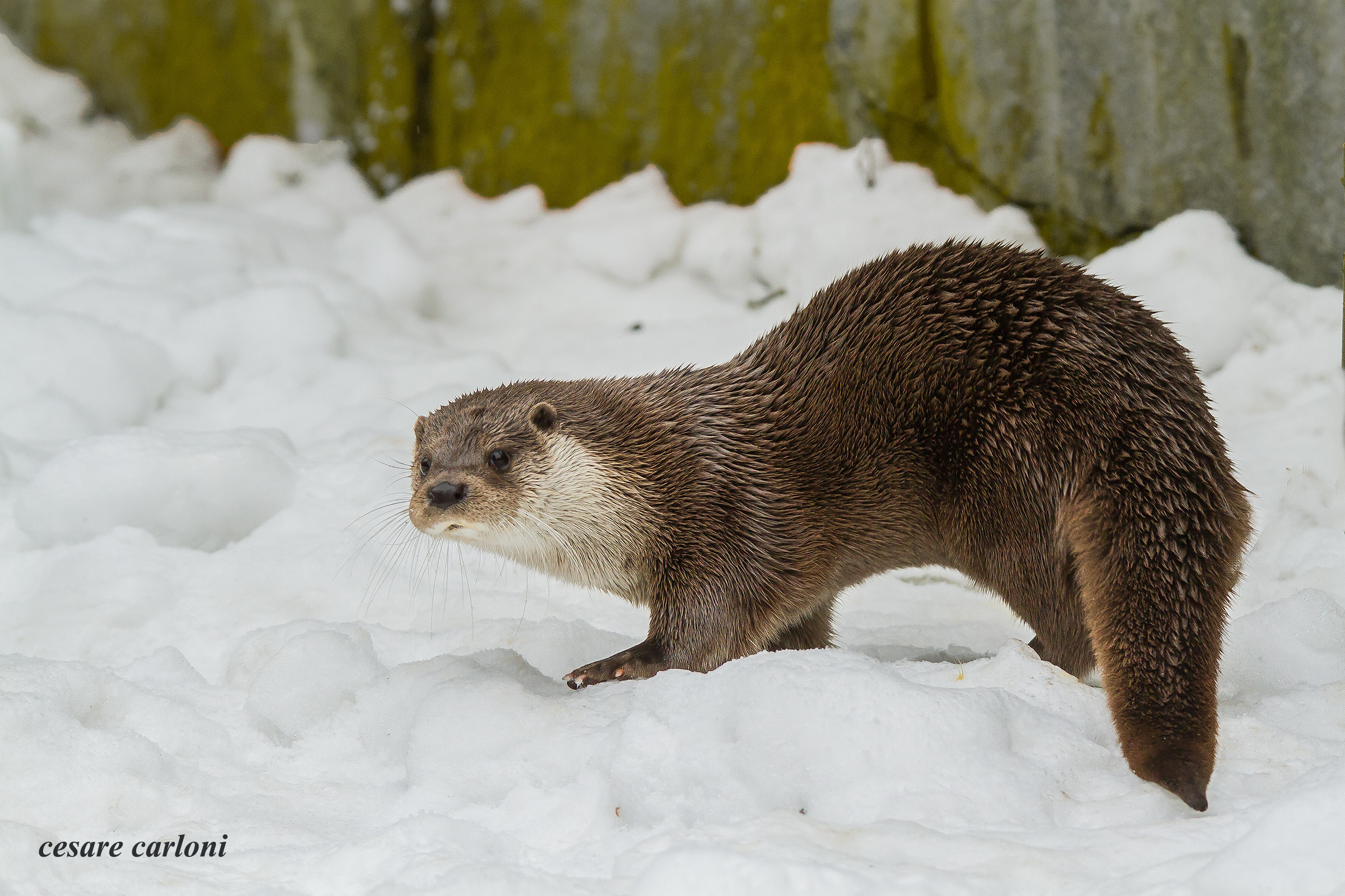 lontra (lutra lutra)