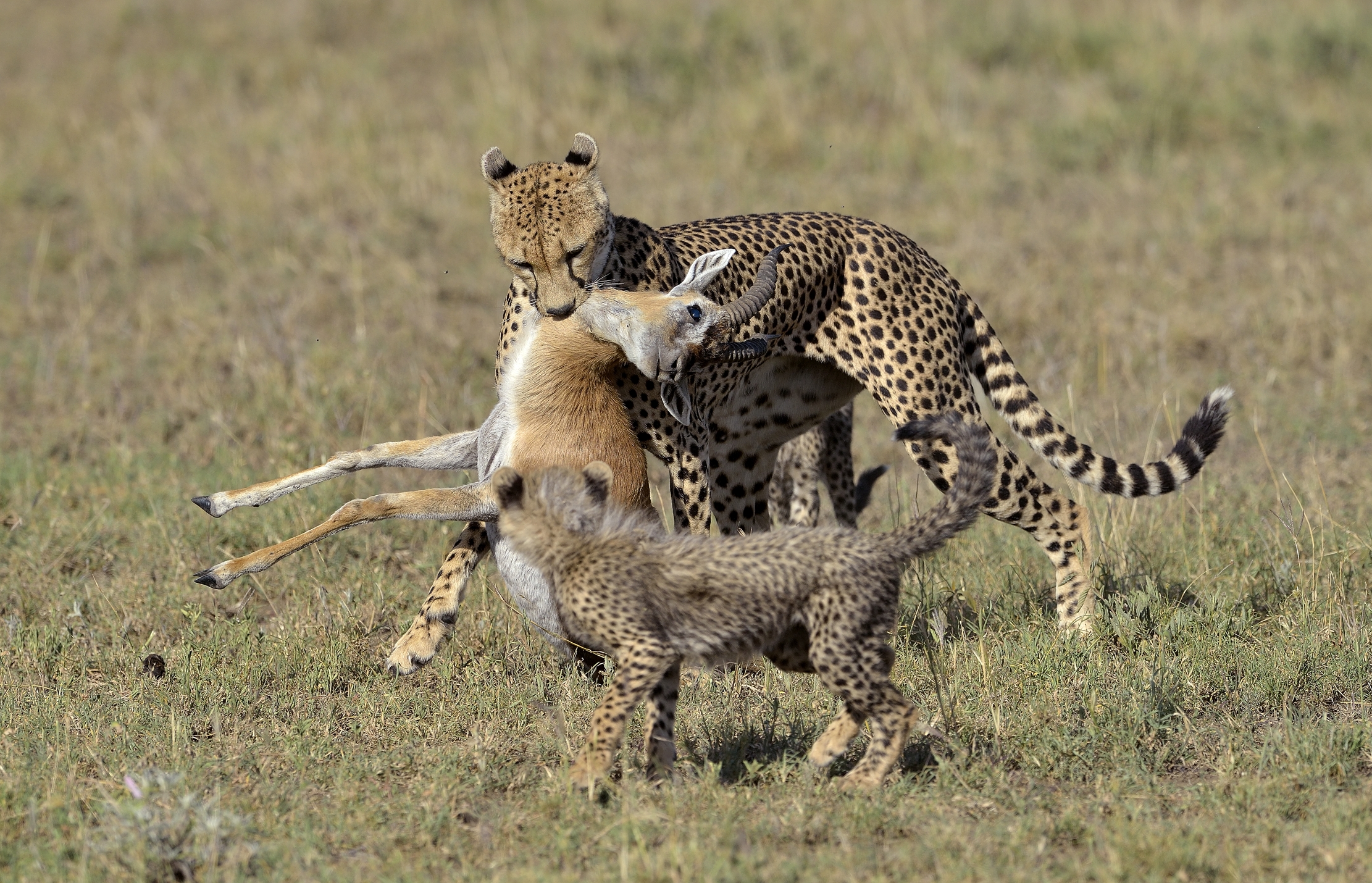 Tanzania 2015 - Caccia e cuccioli