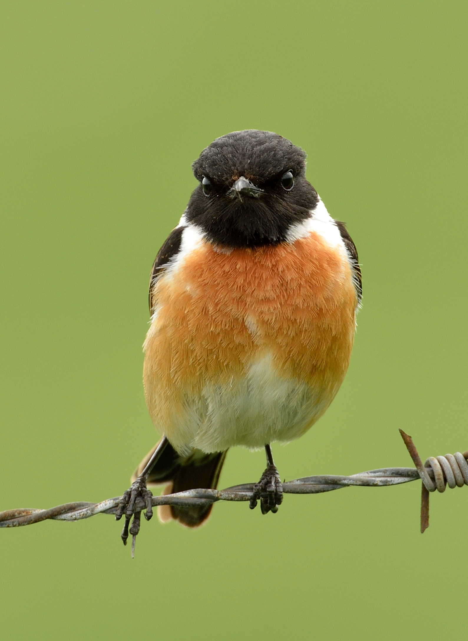 Stonechat - III