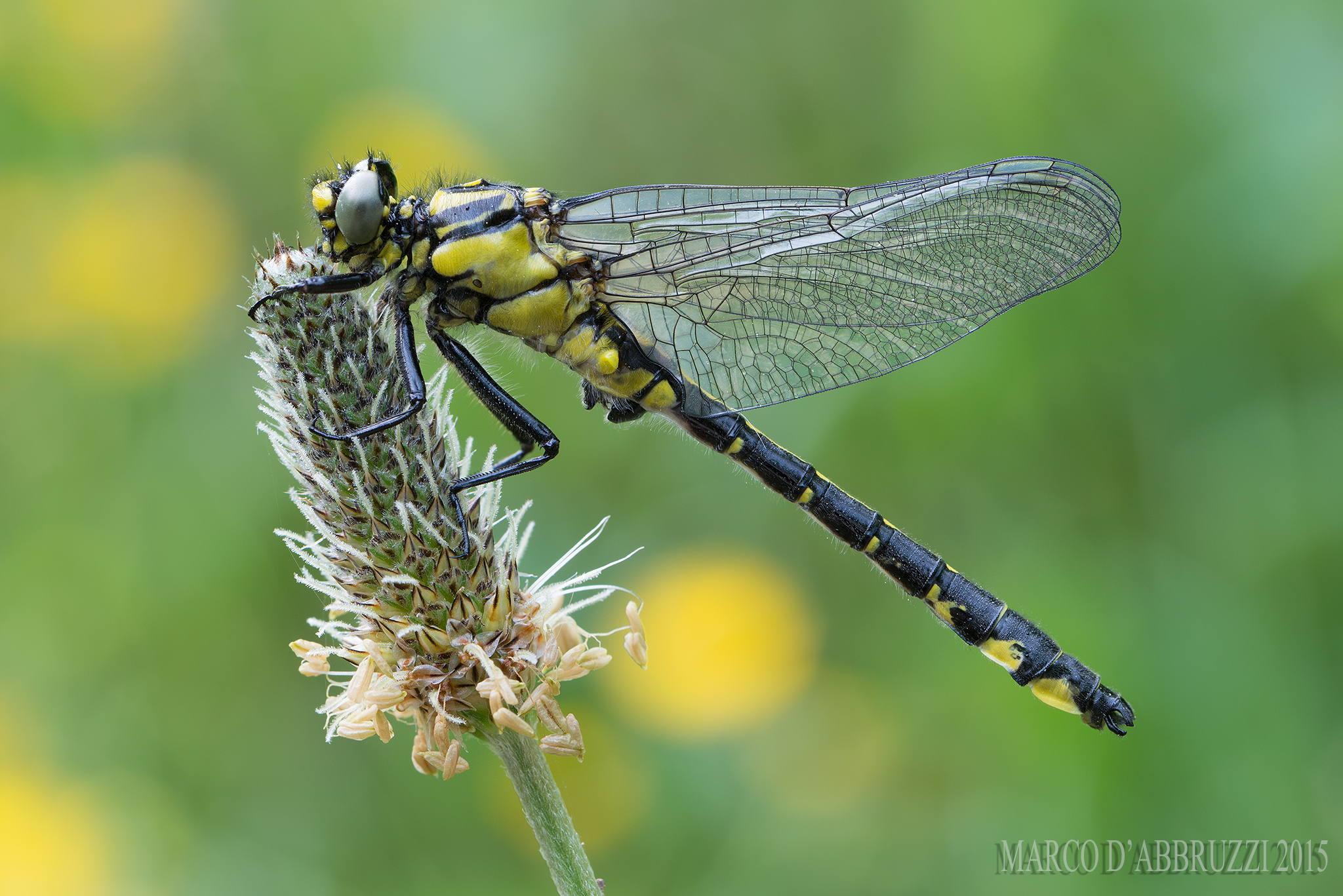Gomphus vulgatissimus
