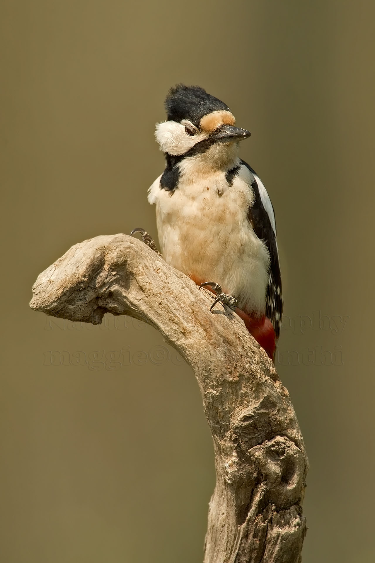 Woodpecker male