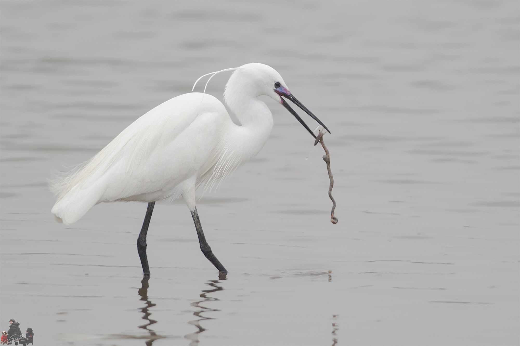 The meal of the egret