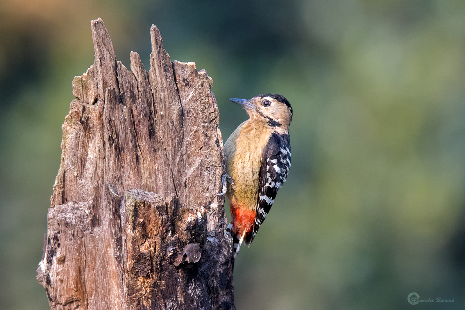 Fulvous breasted woodpecker
