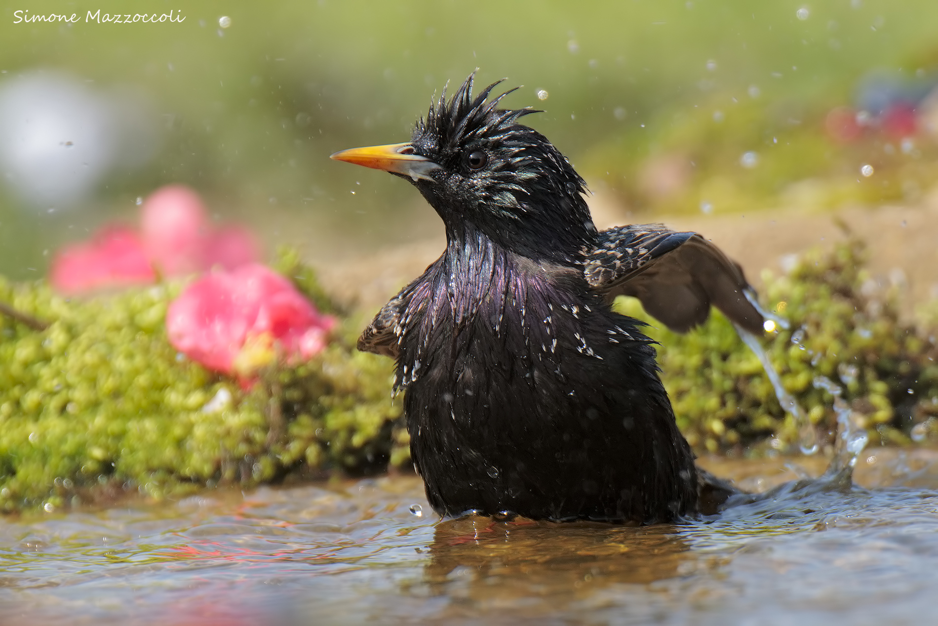 Bathing Beauties ...