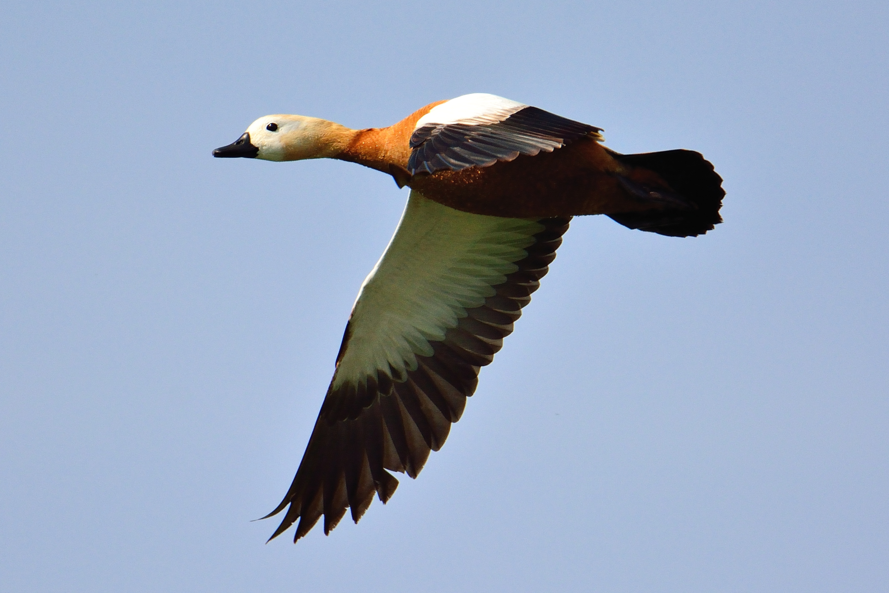 Shelduck (Tadorna ferruginea)