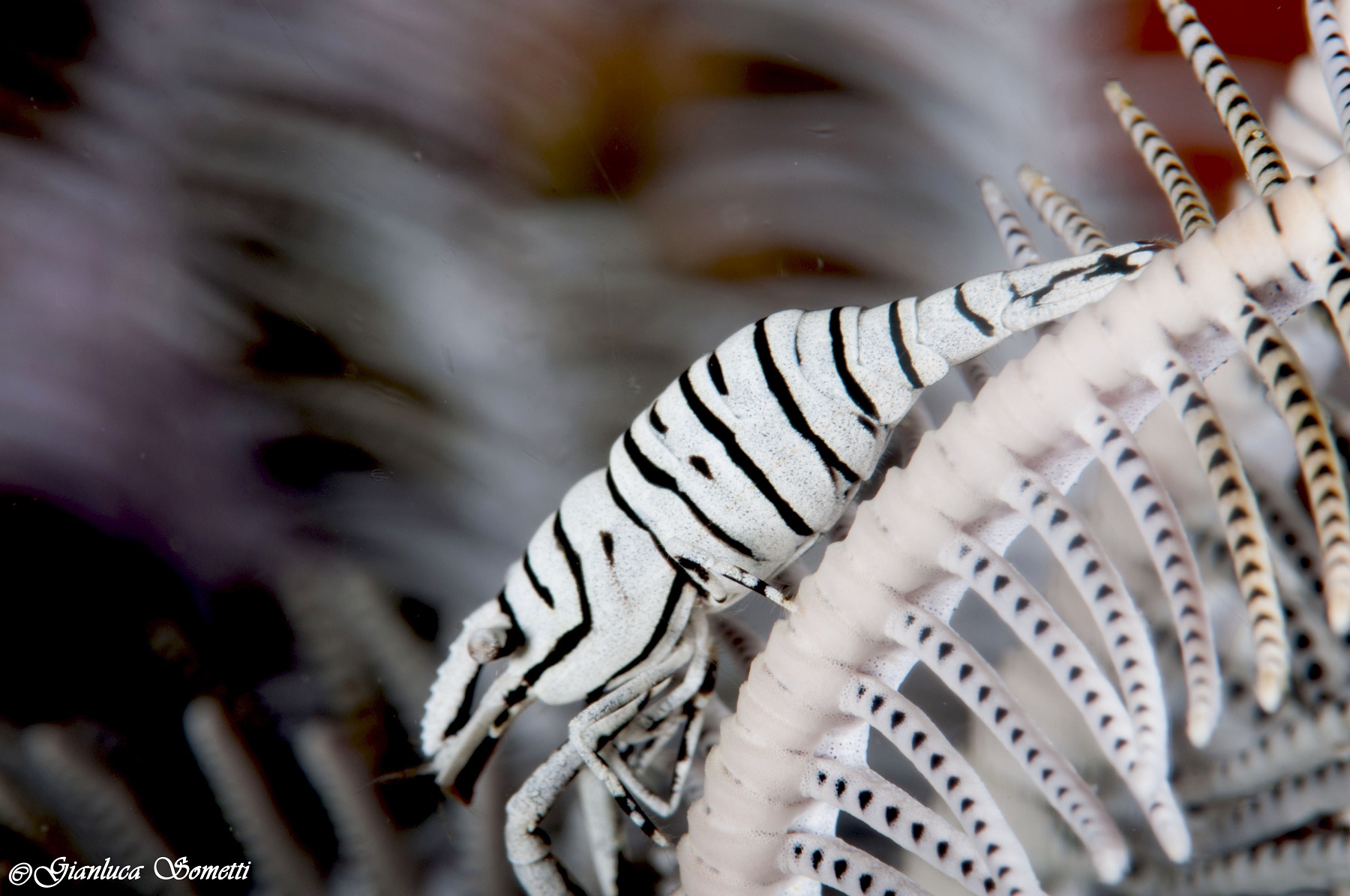 playing with the boken