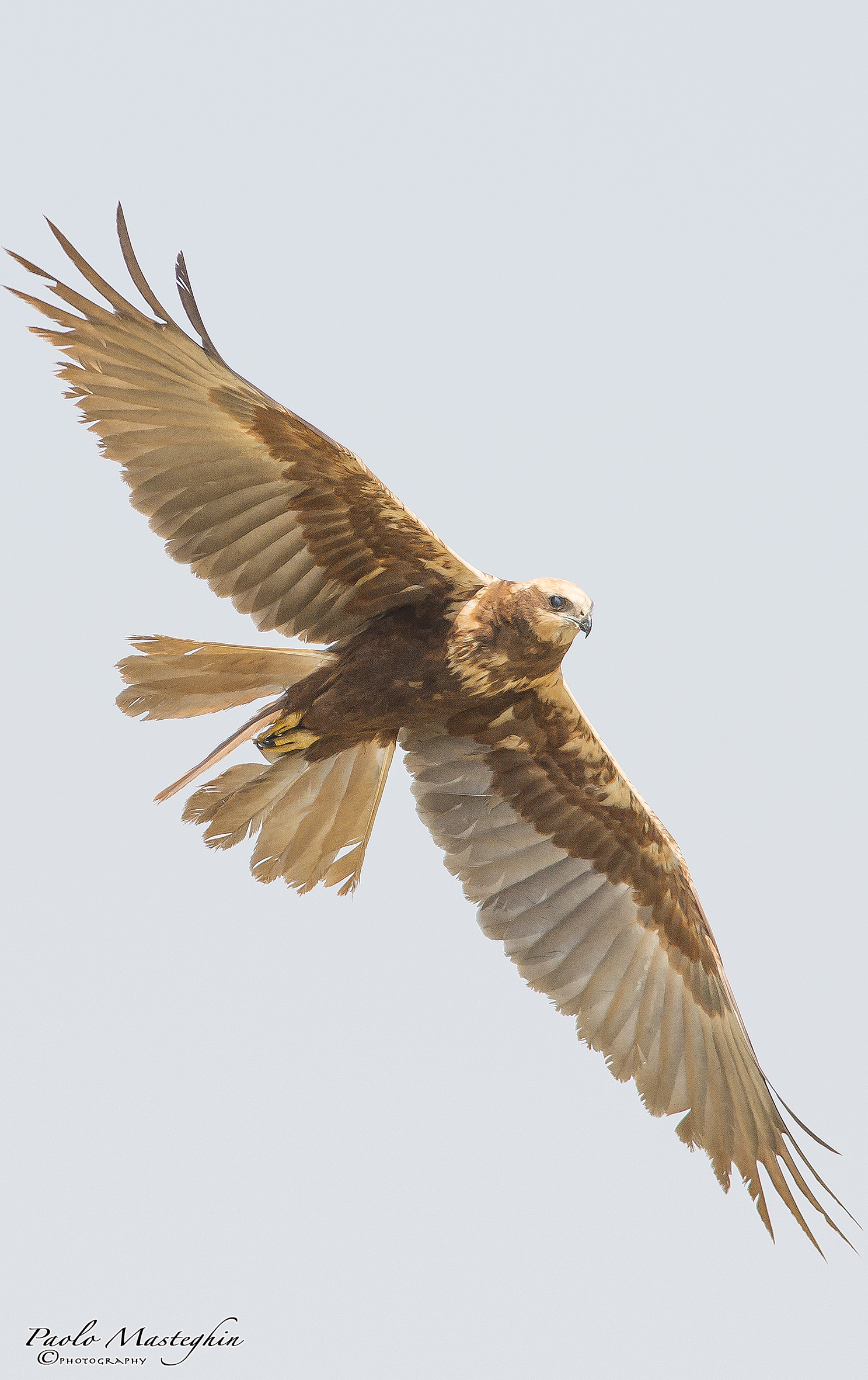 Marsh Harrier in turn ...