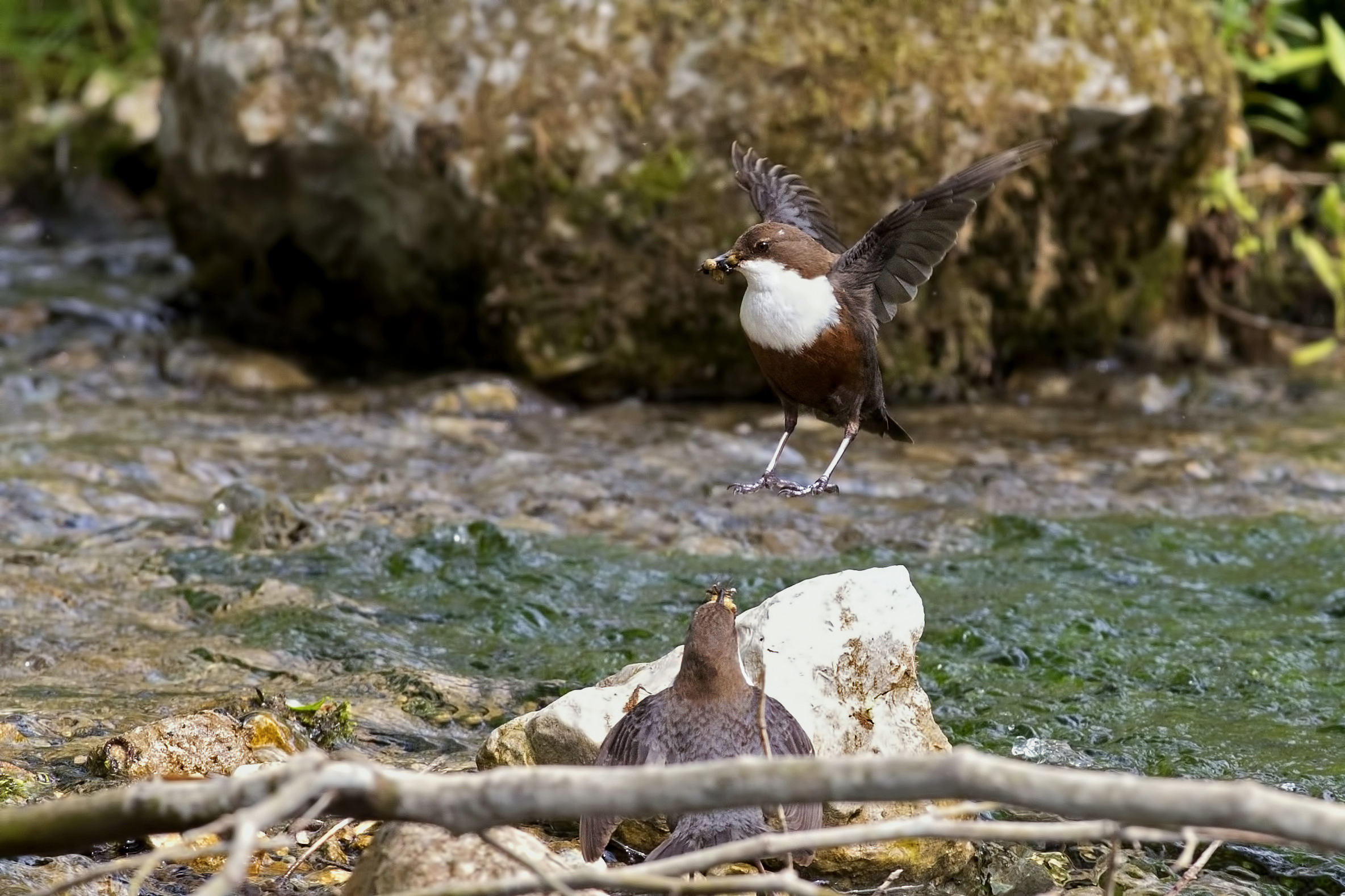 Dippers, the pair