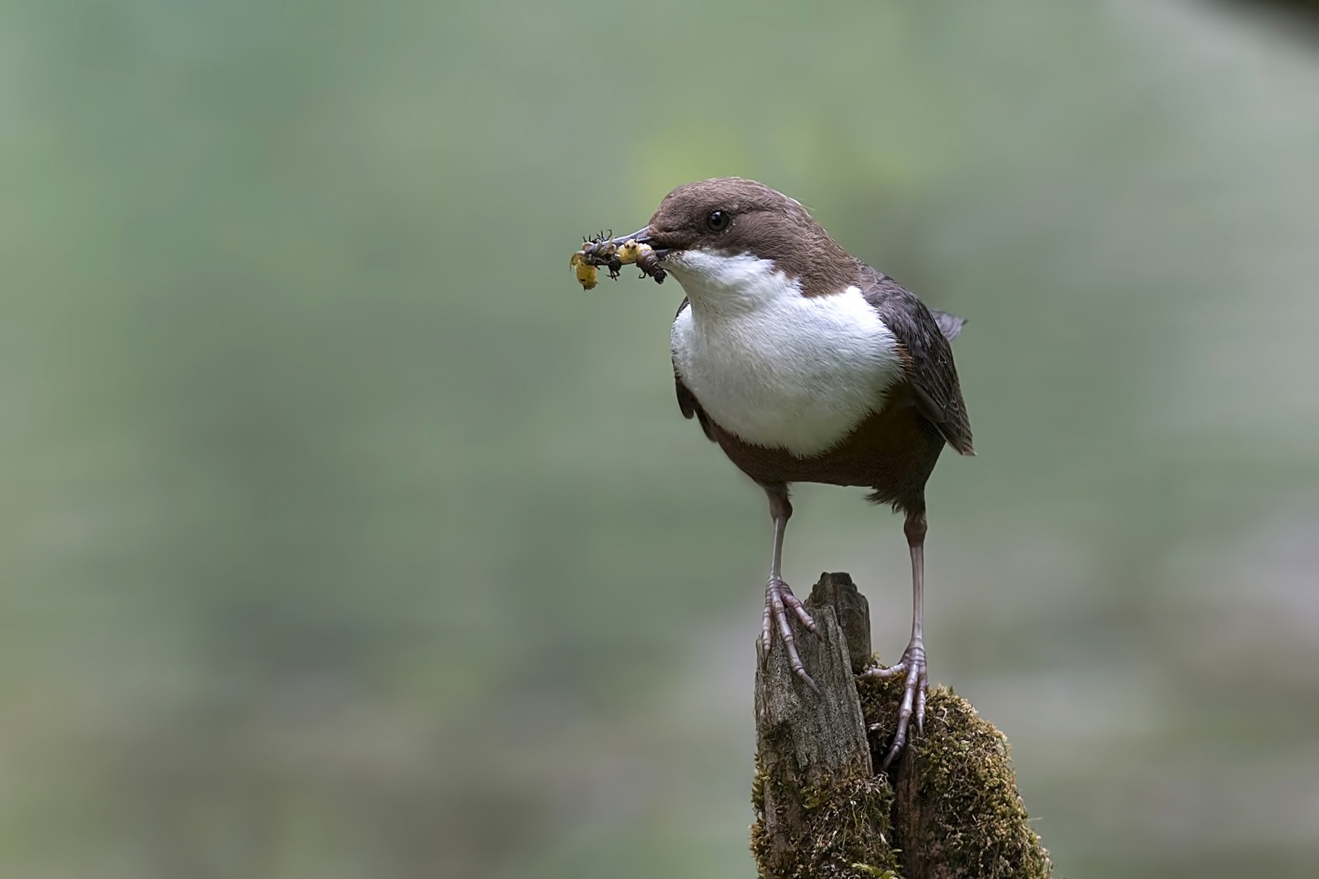 Dipper.