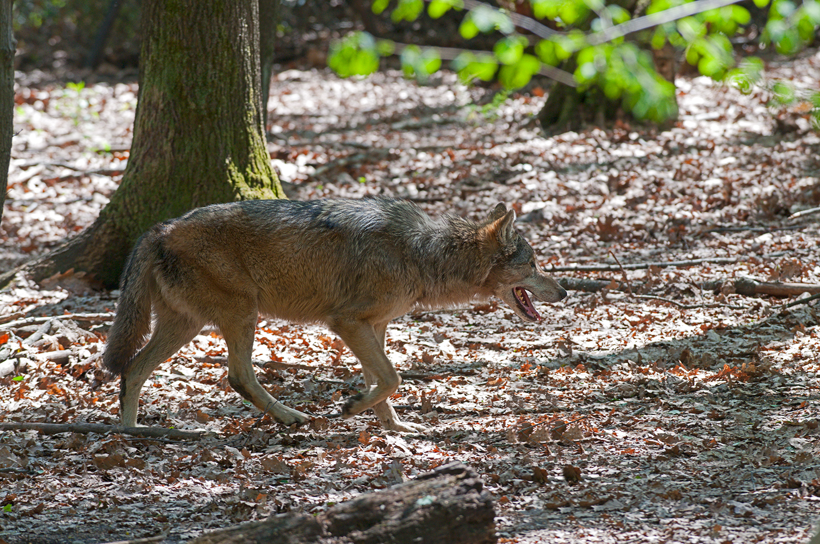 Wolf In a controlled environment