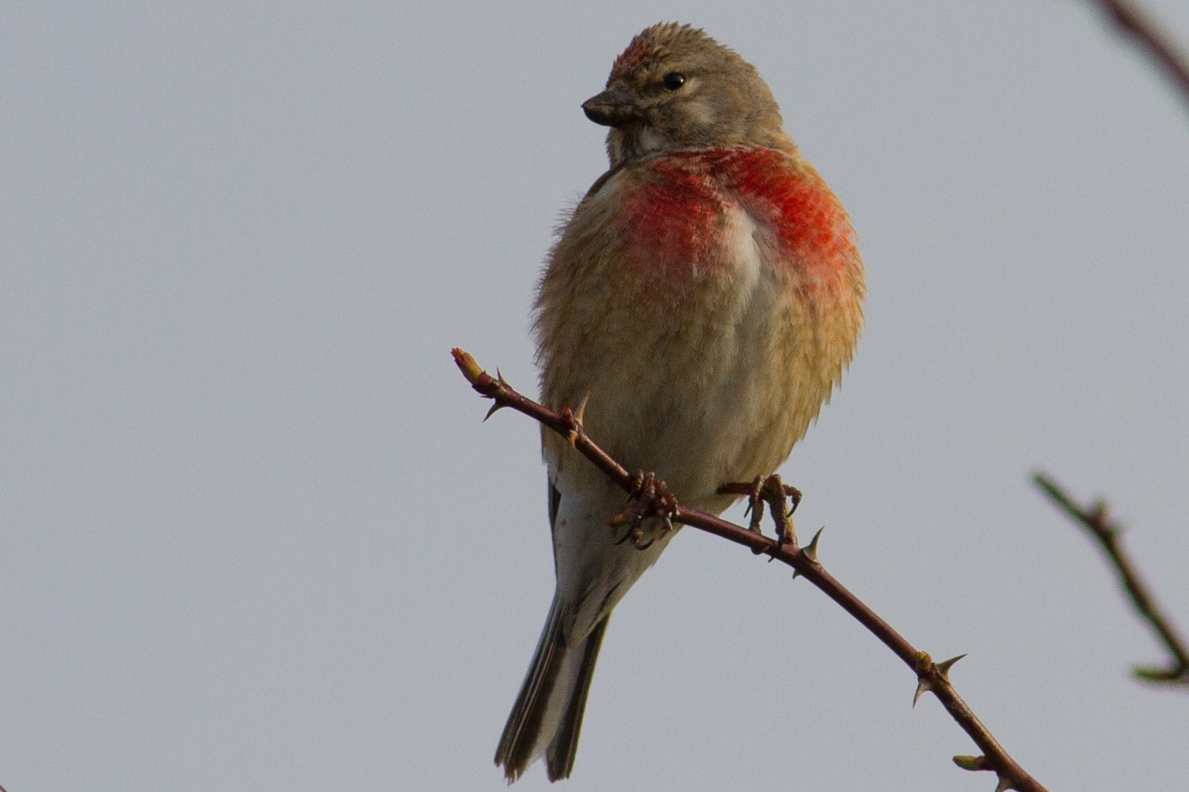 linnet