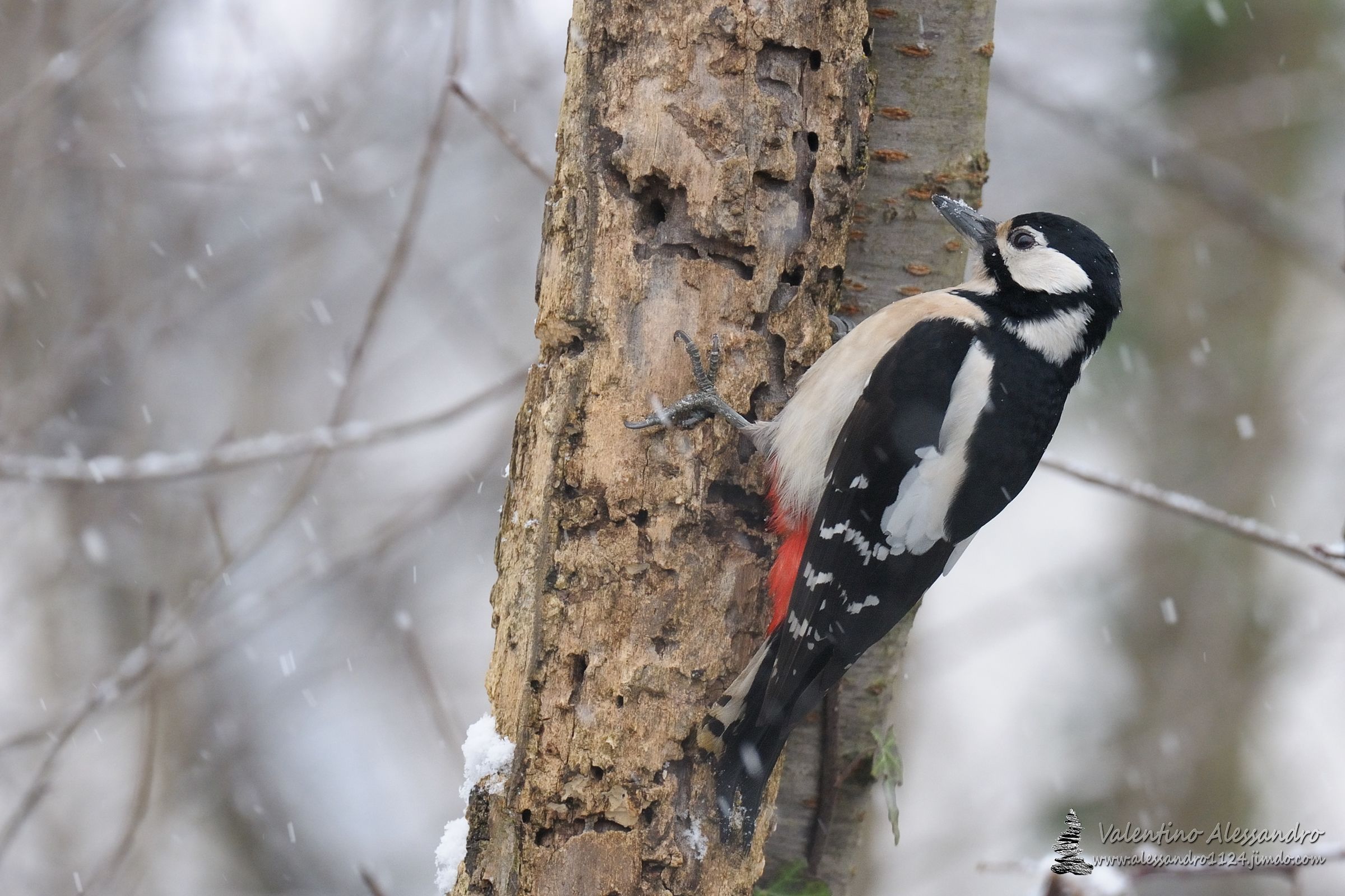 la picchia e la neve
