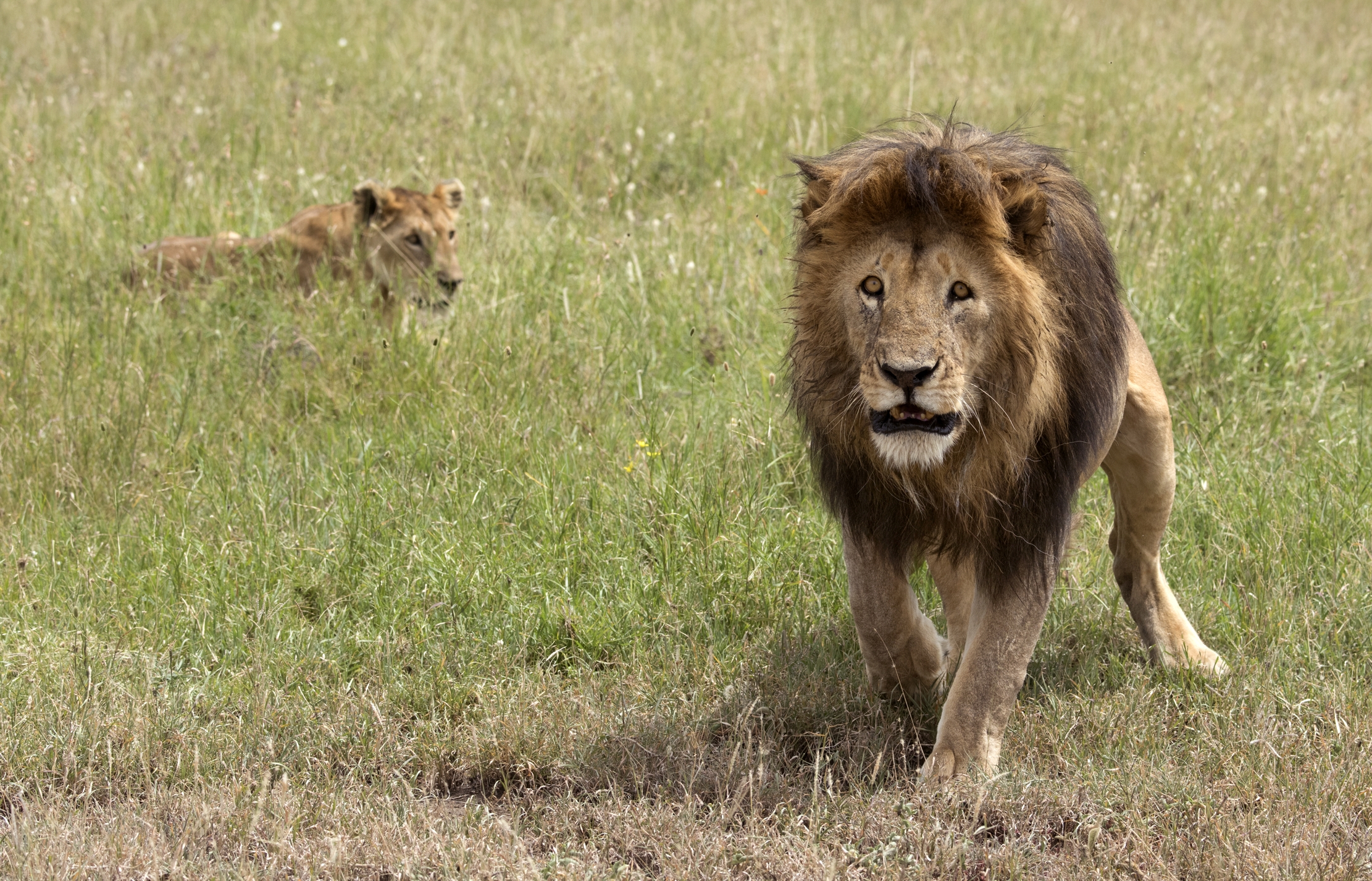 Tanzania 2015 - ....sempre incavolato incavolato..