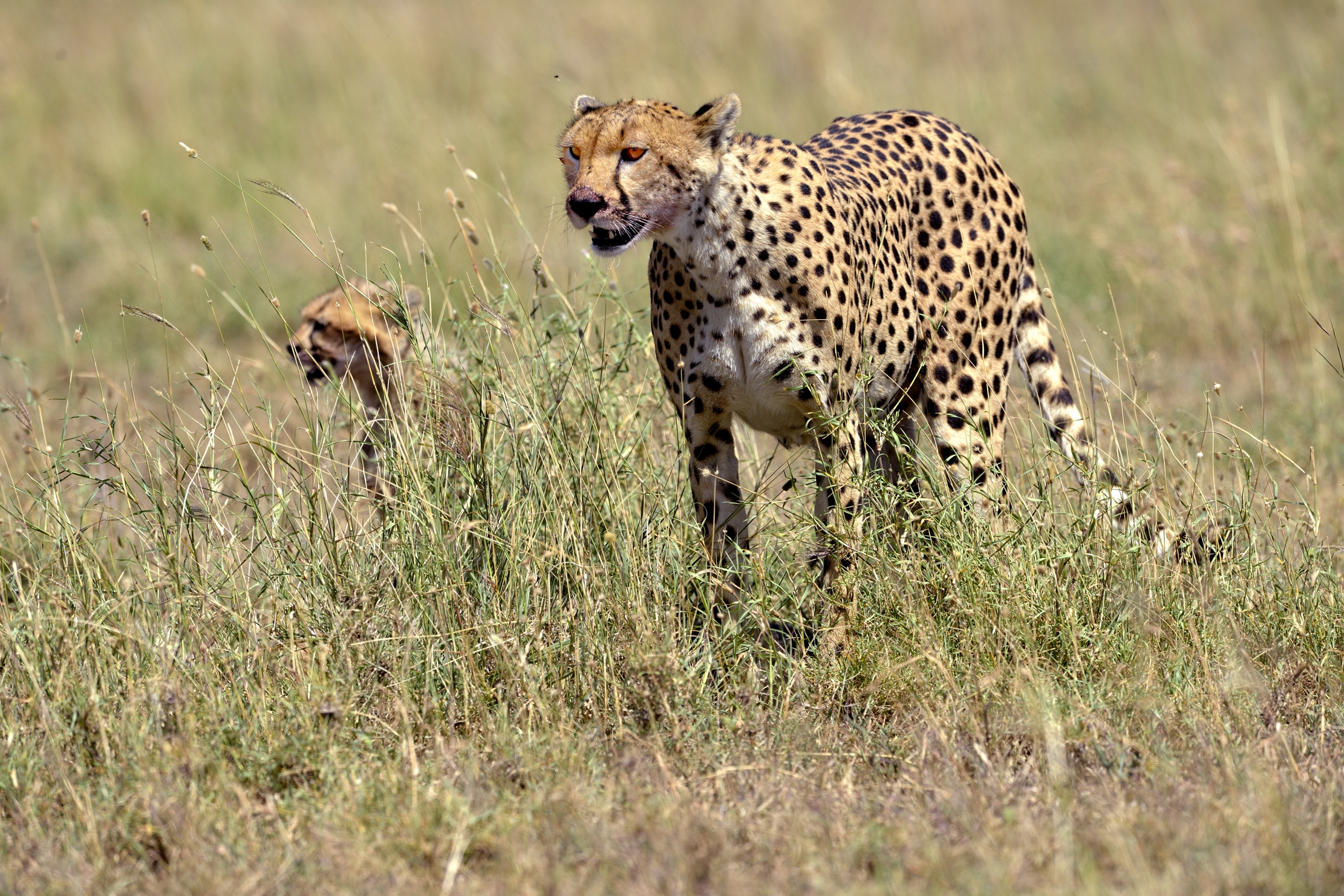 Tanzania 2015 - Ghepardi