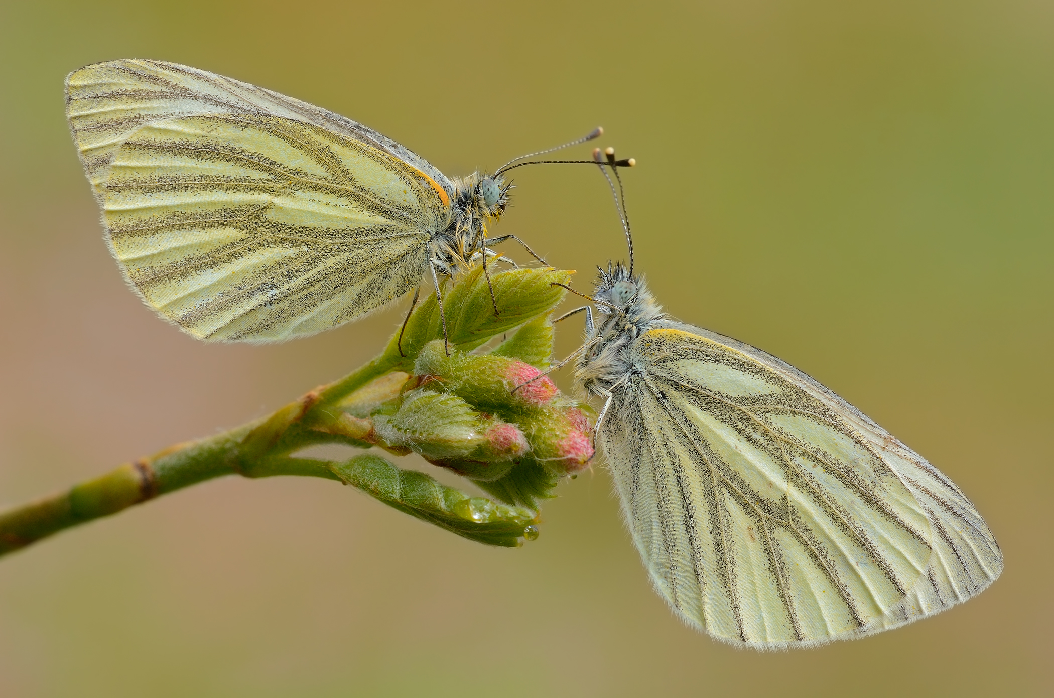 The pair (Pieris napi)