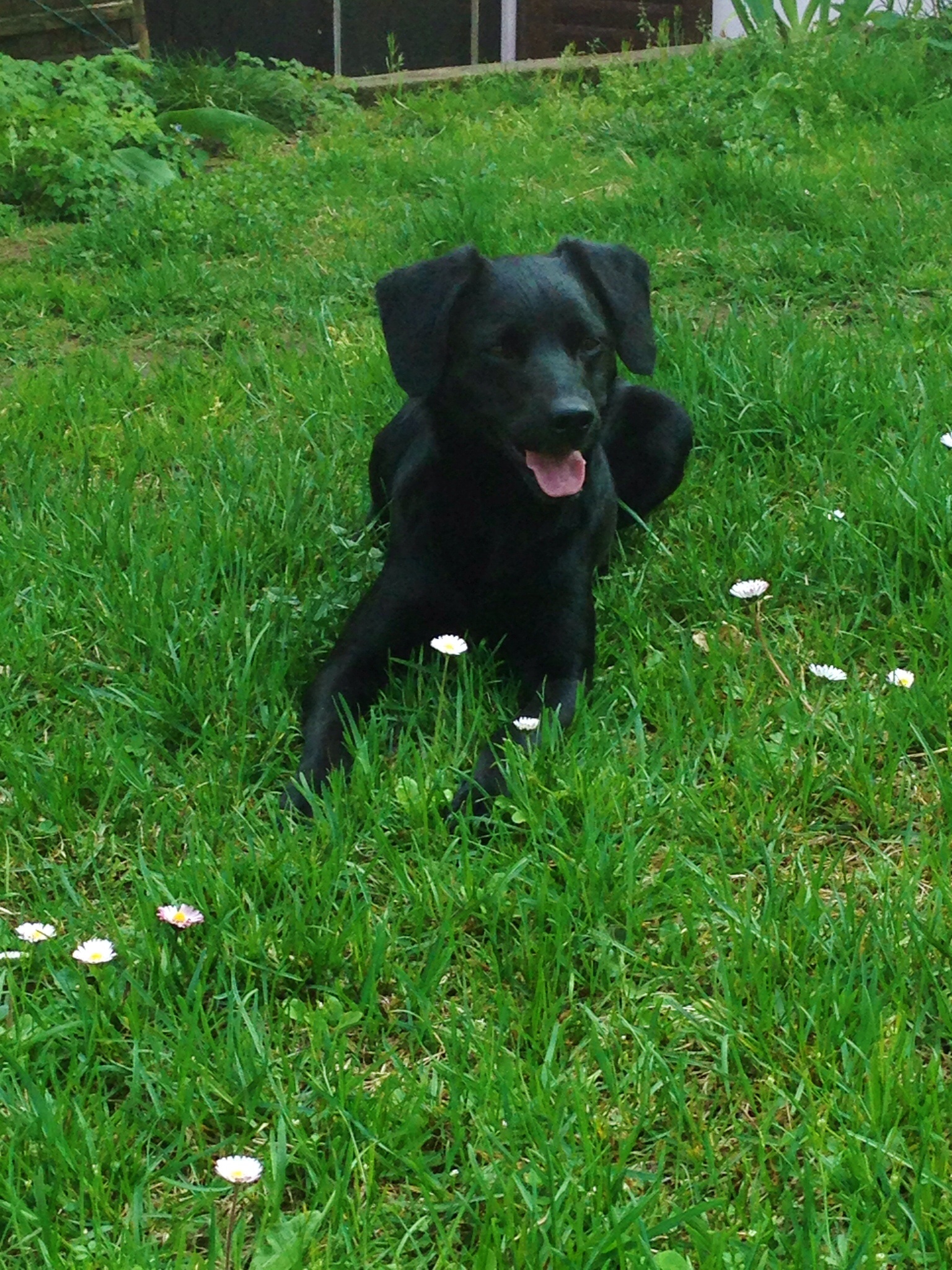 Il mio migliore amico