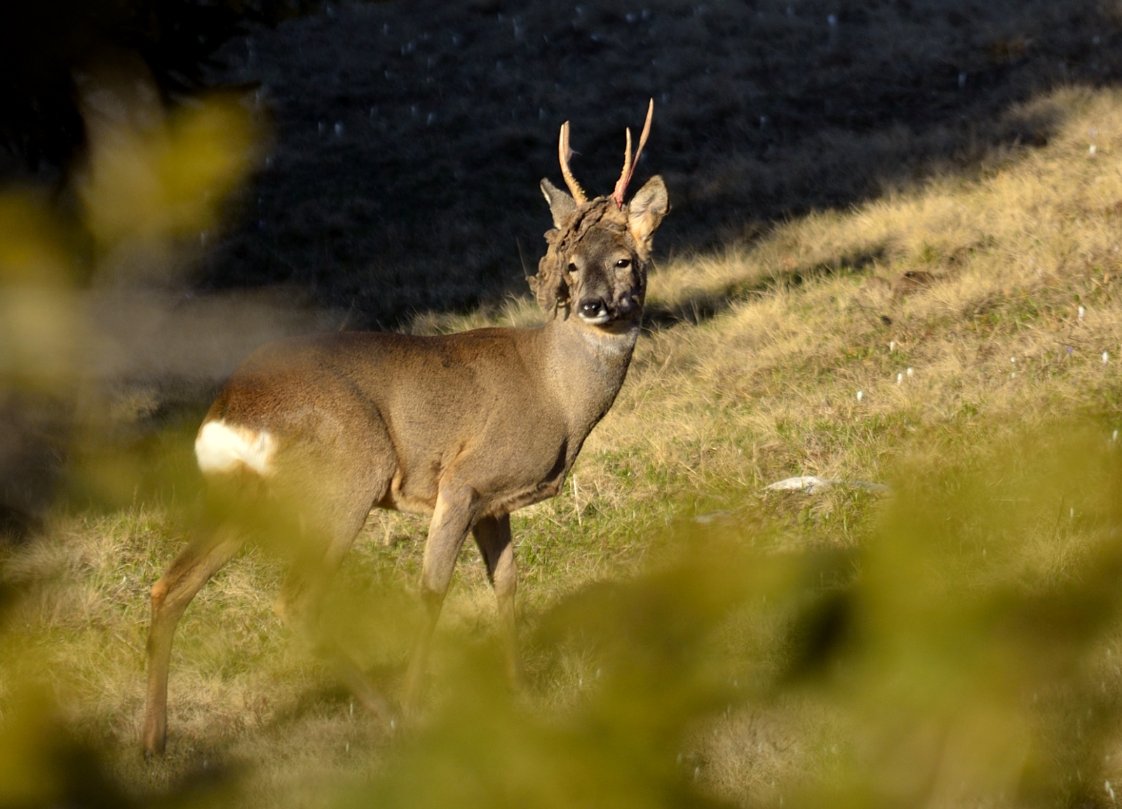 capriolo in  fase  pulitura  trofeo