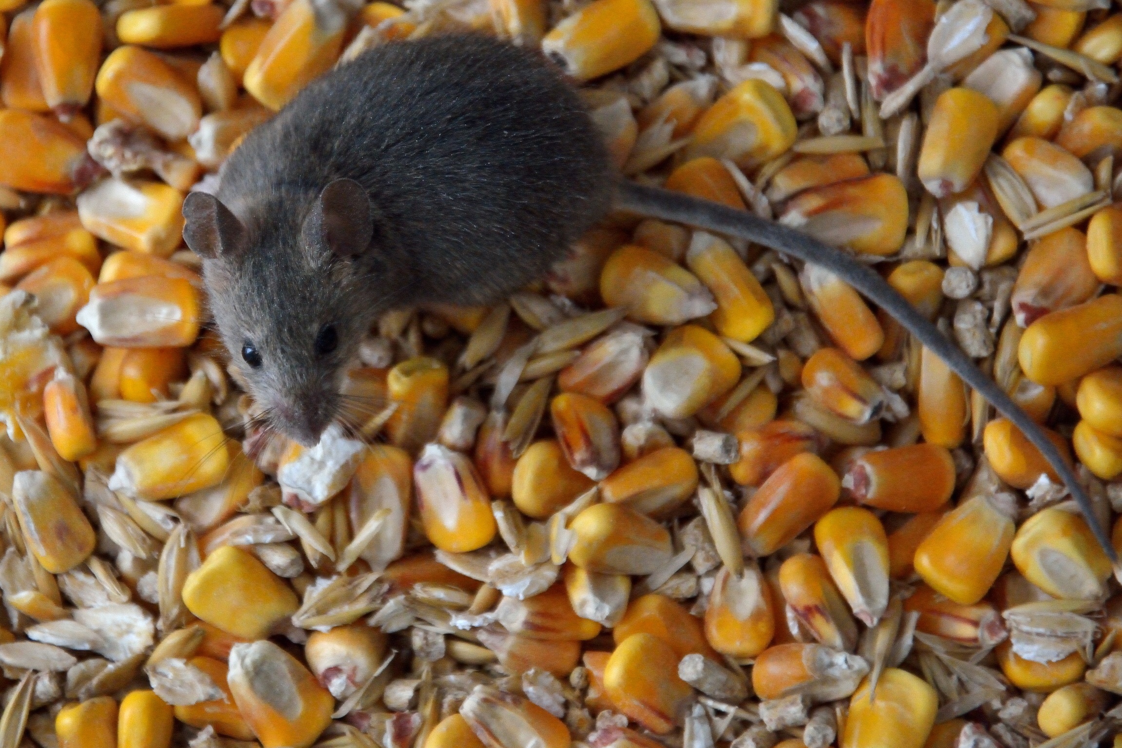 Con le mani nel sacco...e non solo:)