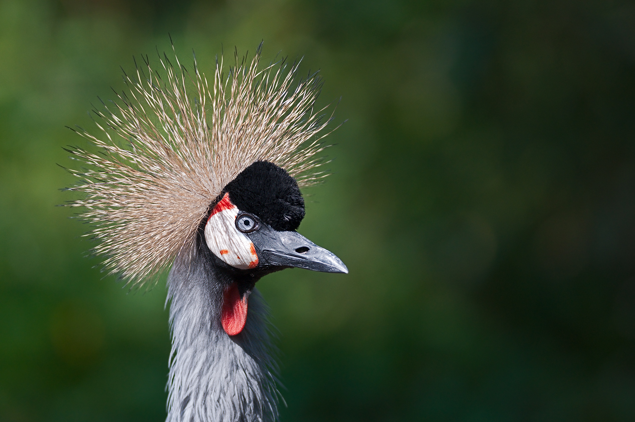 crested crane