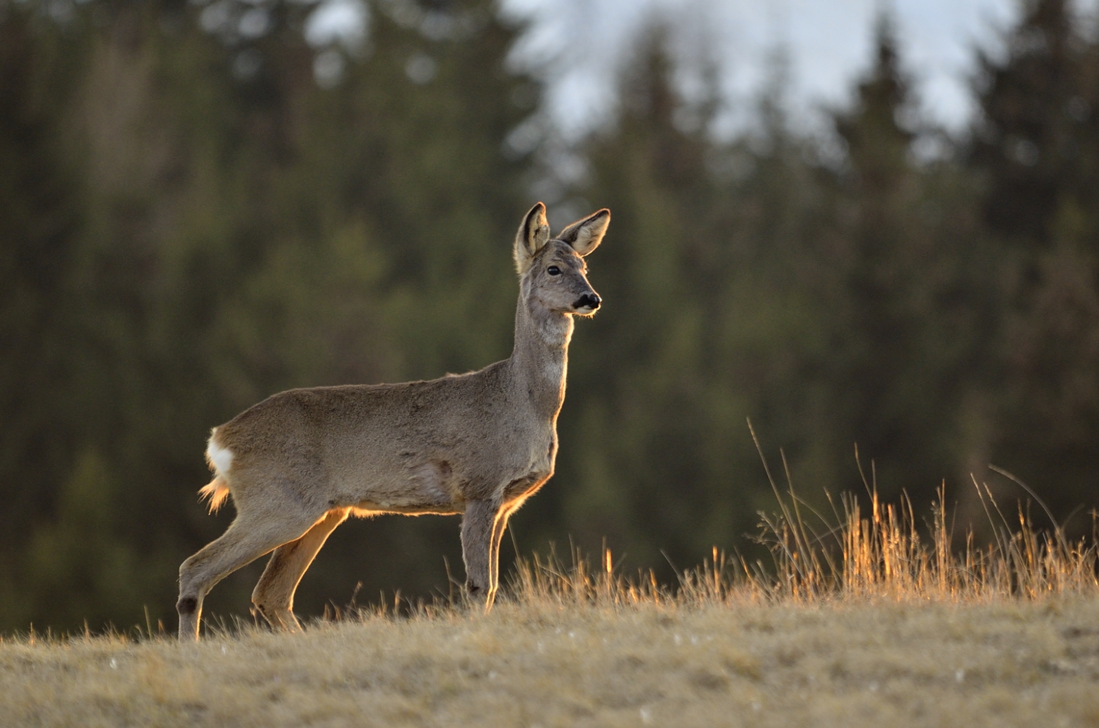 capriolo e ultimi  raggi  di  sole