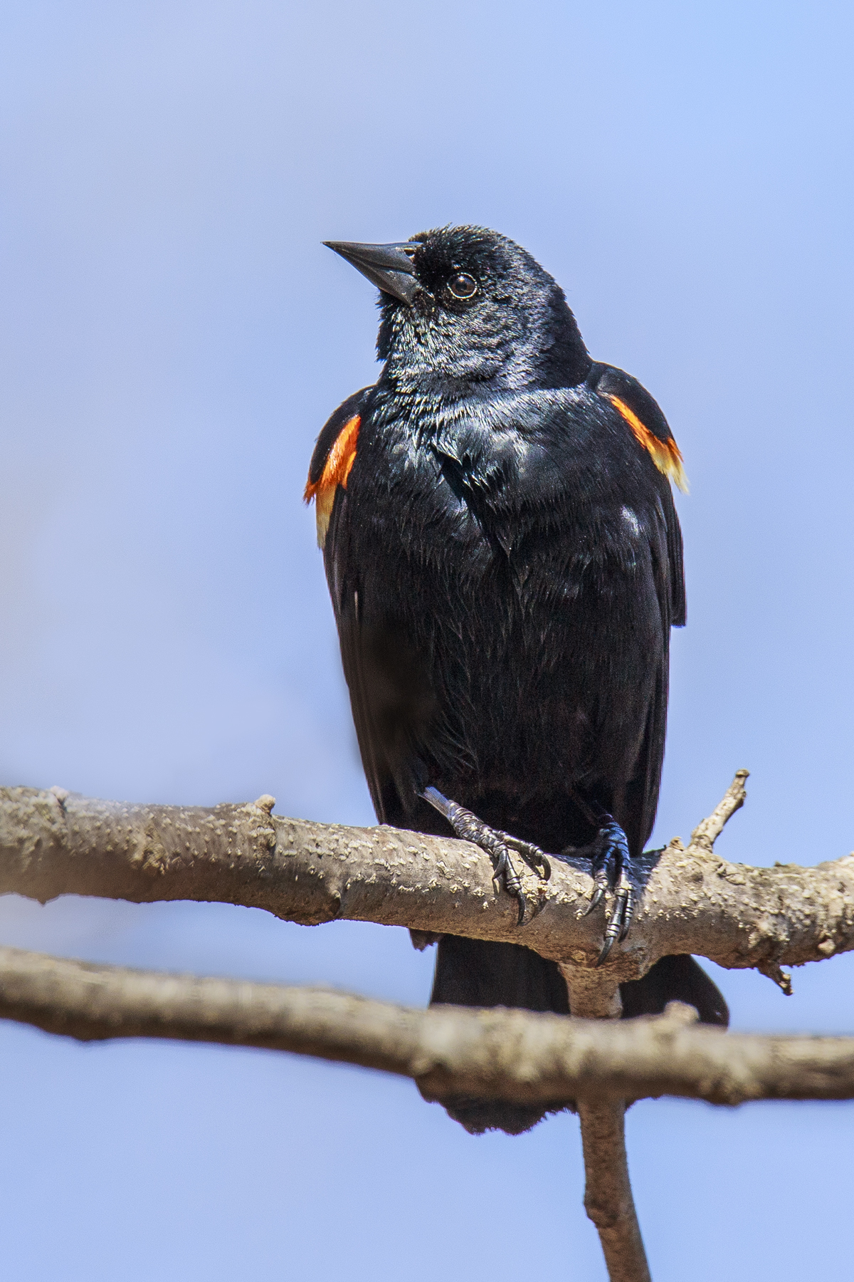 Red Winged Blackbird