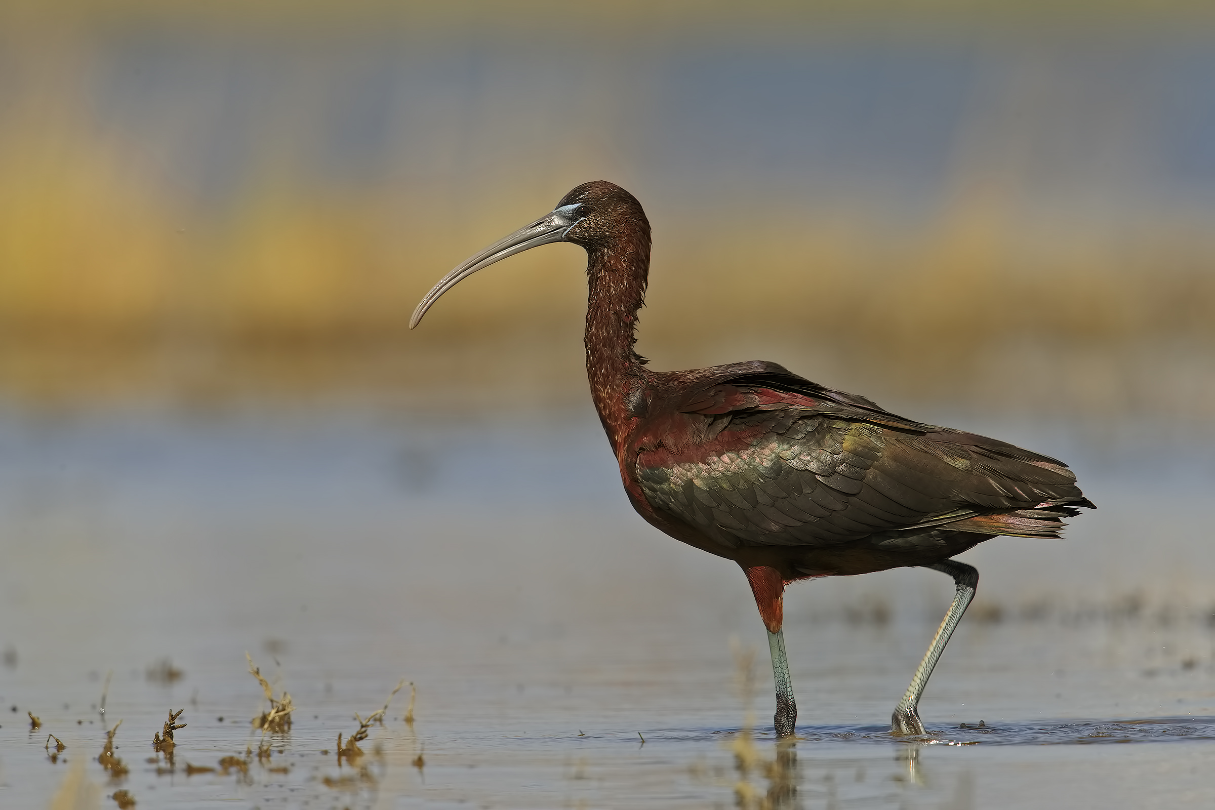 glossy ibis
