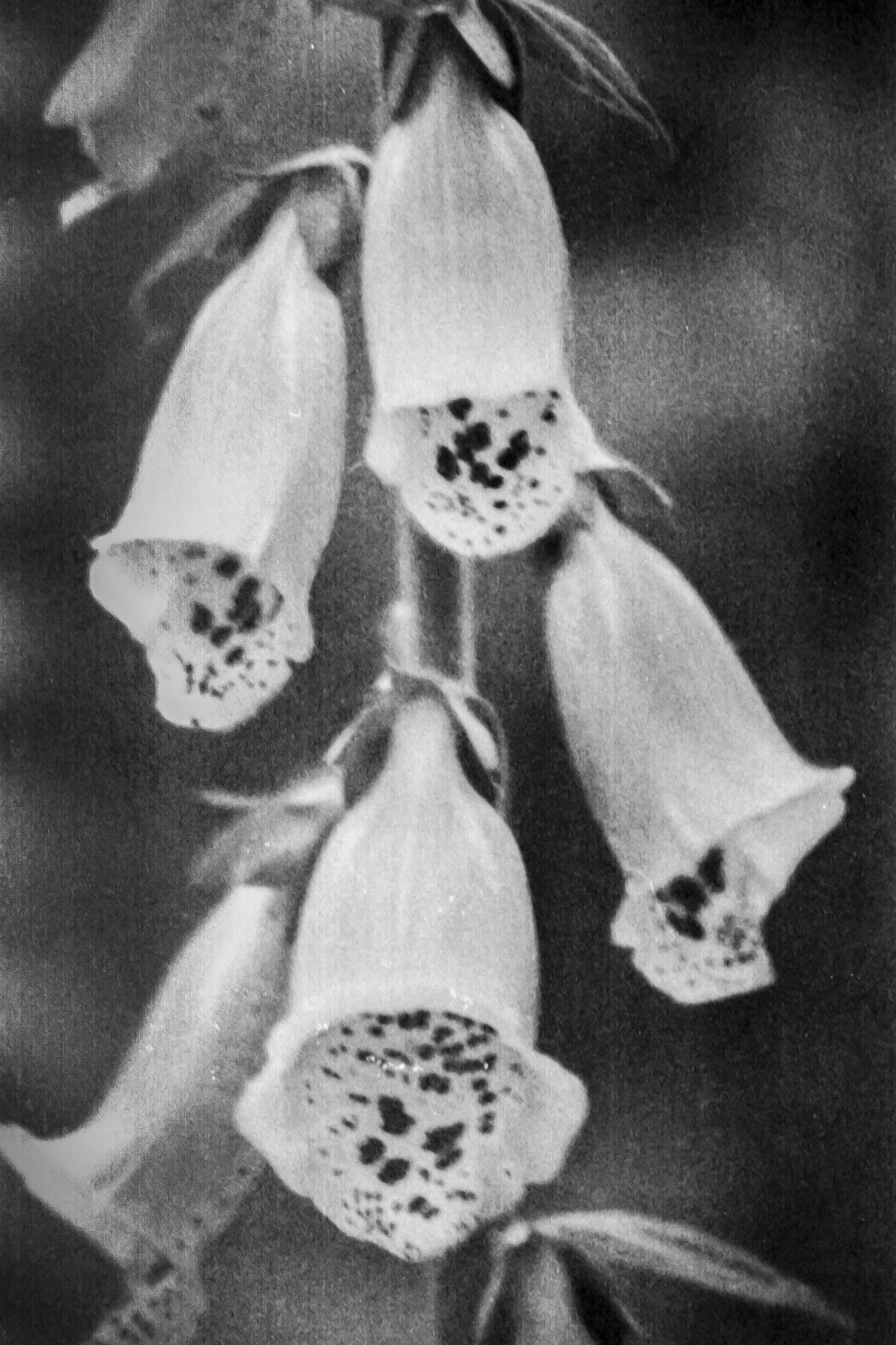Digitalis grandiflora