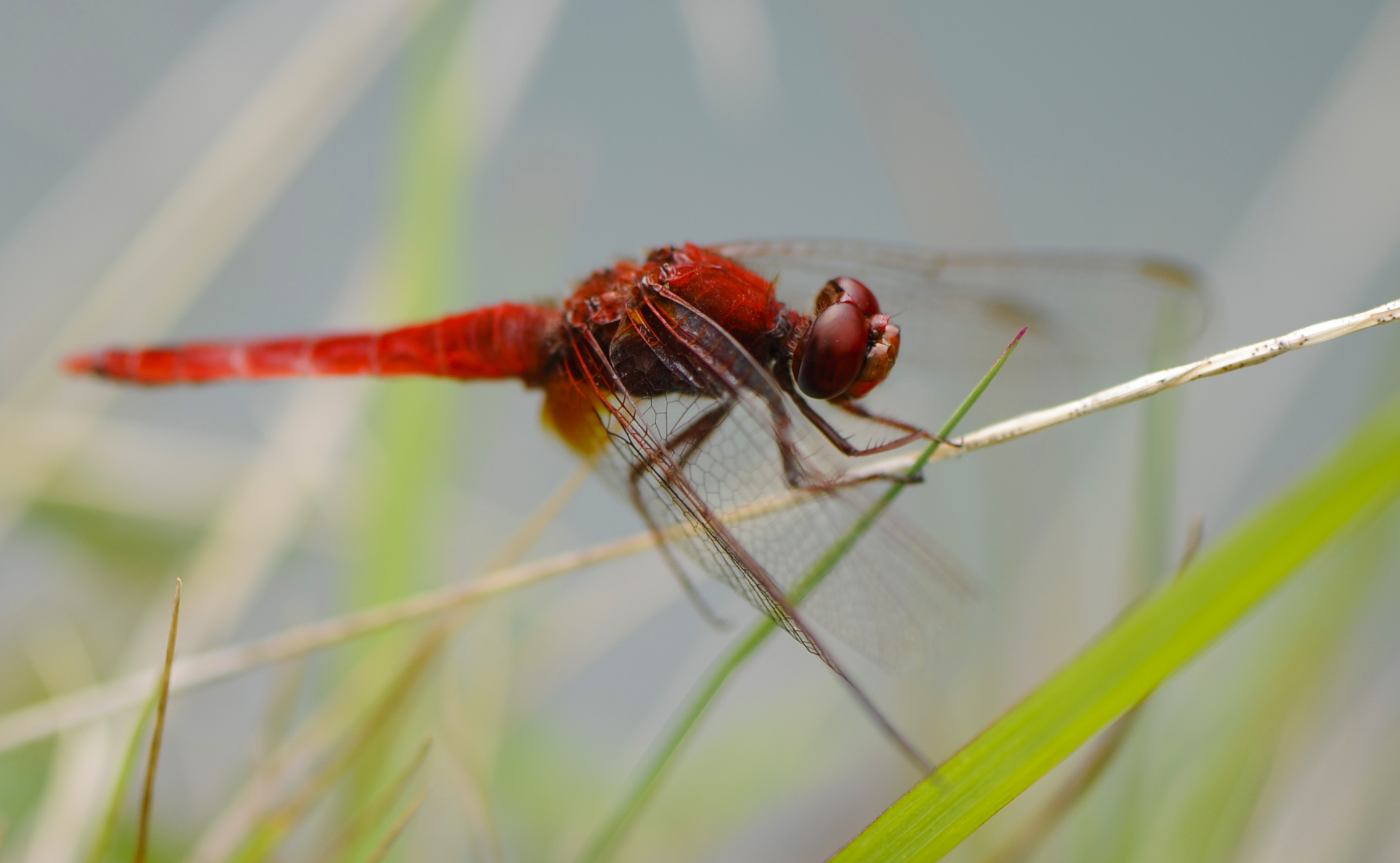 red dragonfly