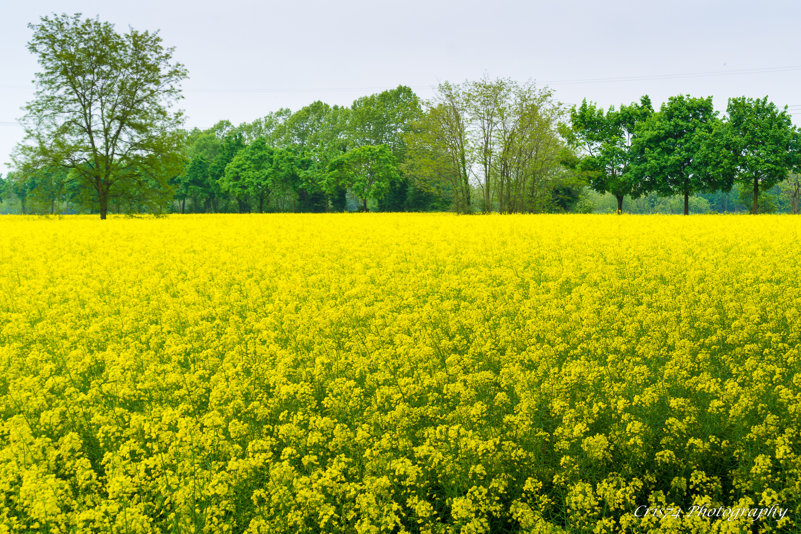 rape field
