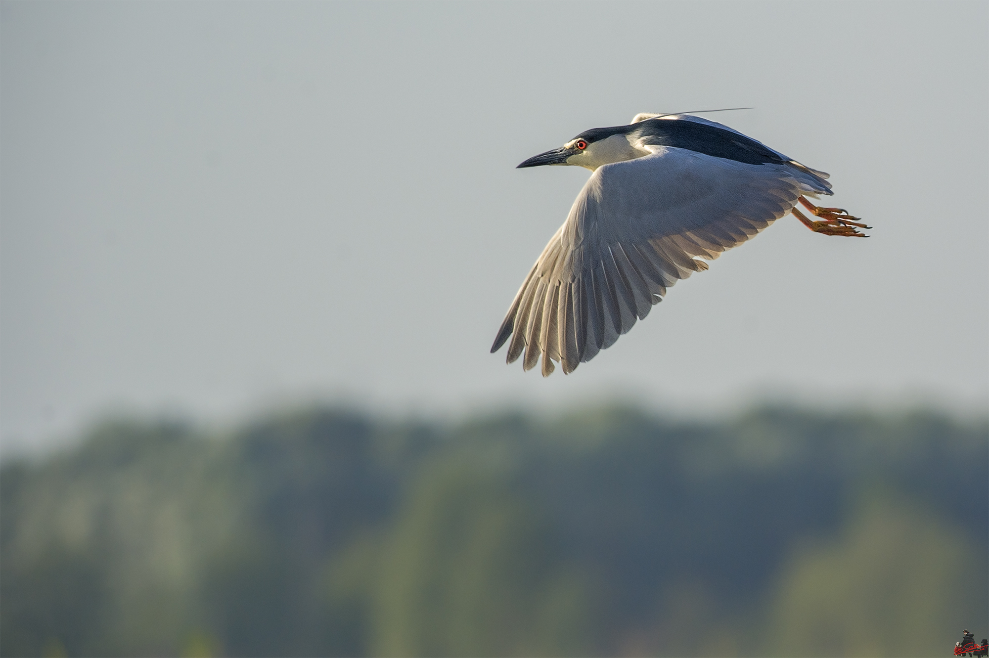 Night Heron in flight