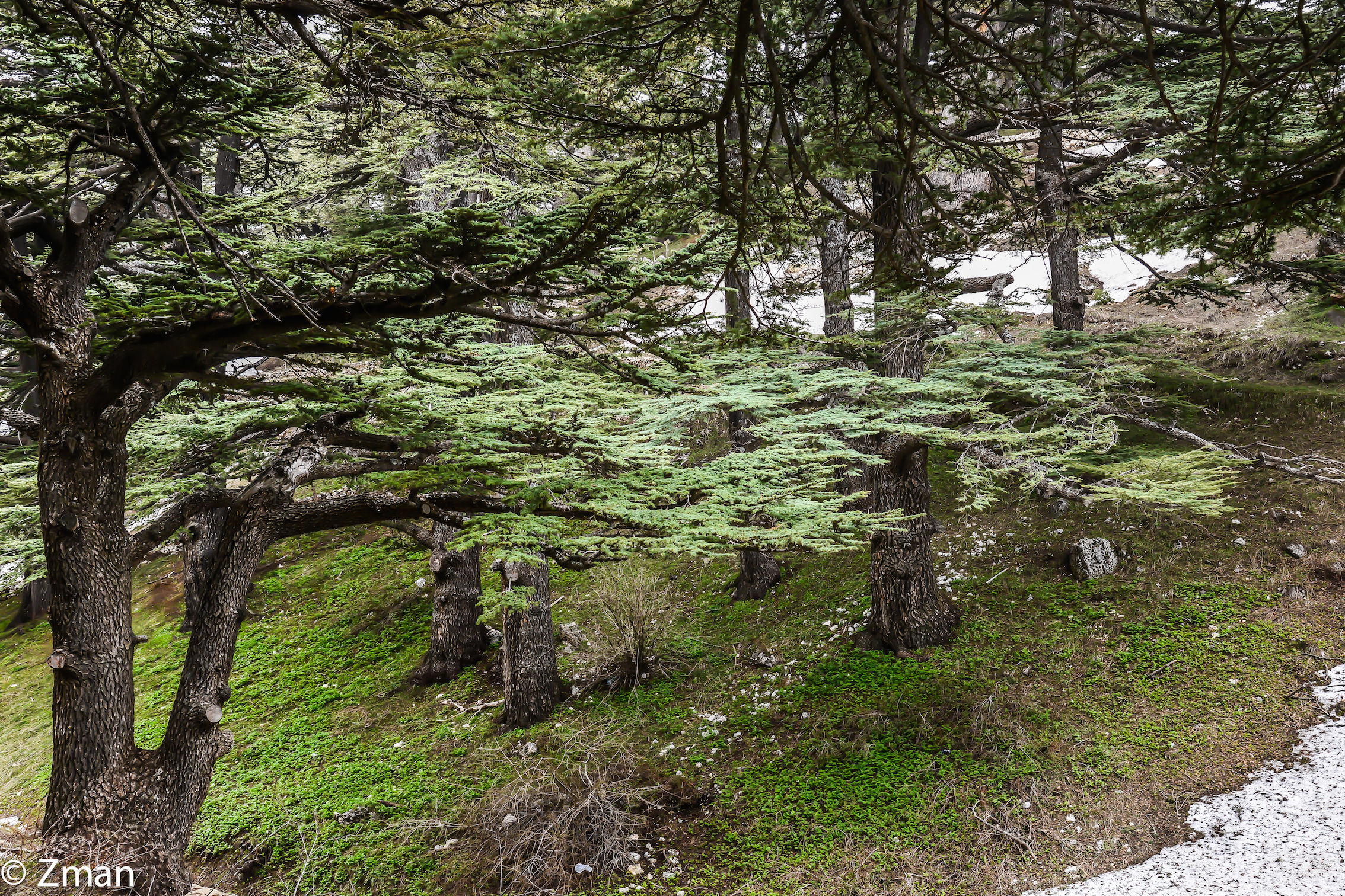 I maestosi cedri del Libano