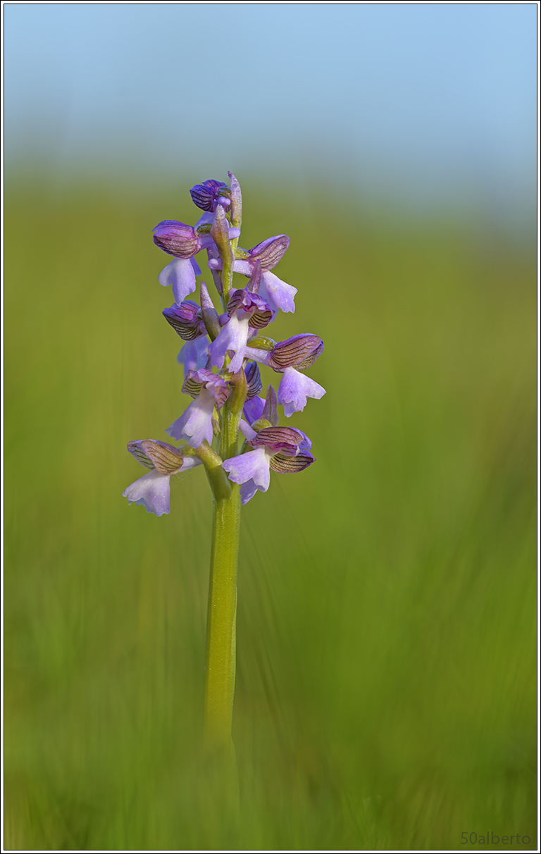 orchis morio