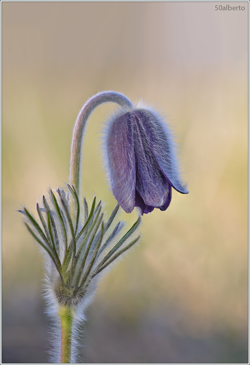 pulsatilla