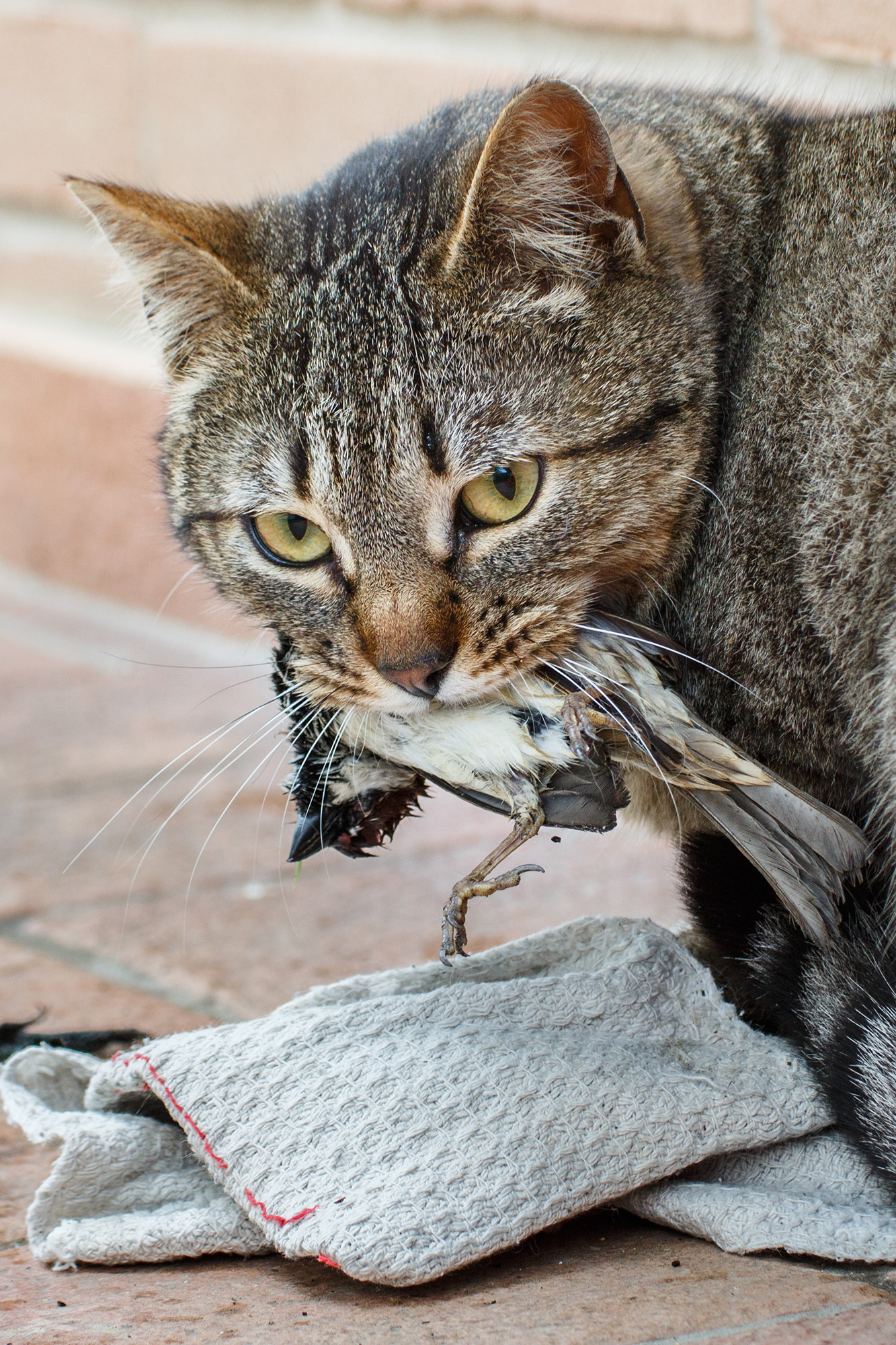 Istinto primordiale (colori)