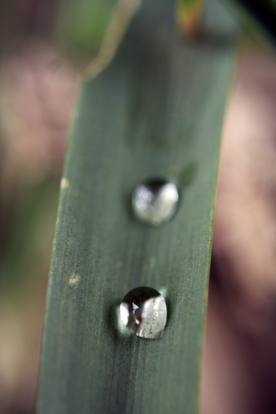 ... The Perfect Drop ...