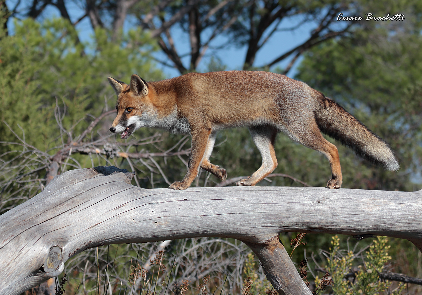 volpe arrampicatrice.