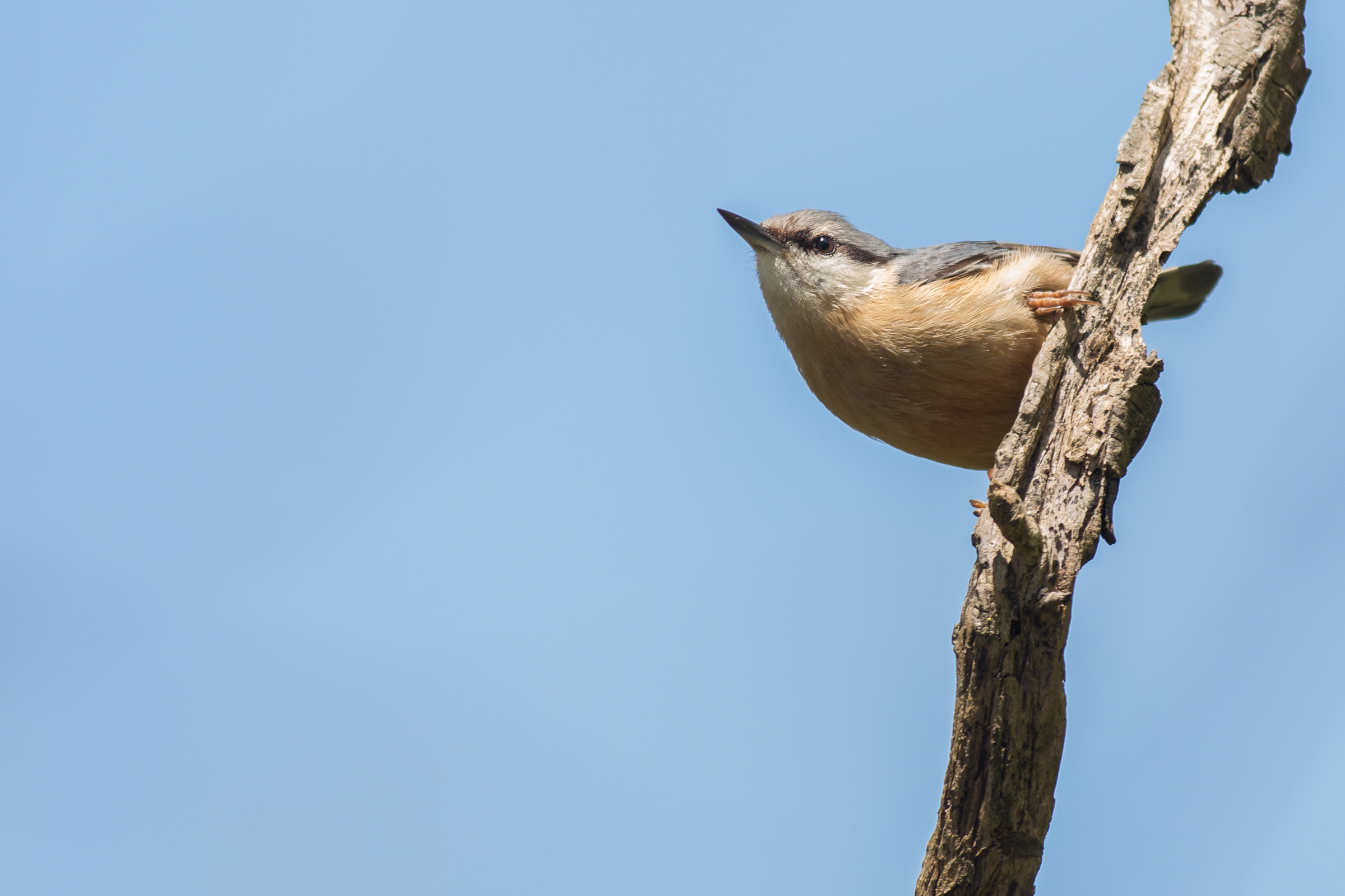The woodpecker suspicious