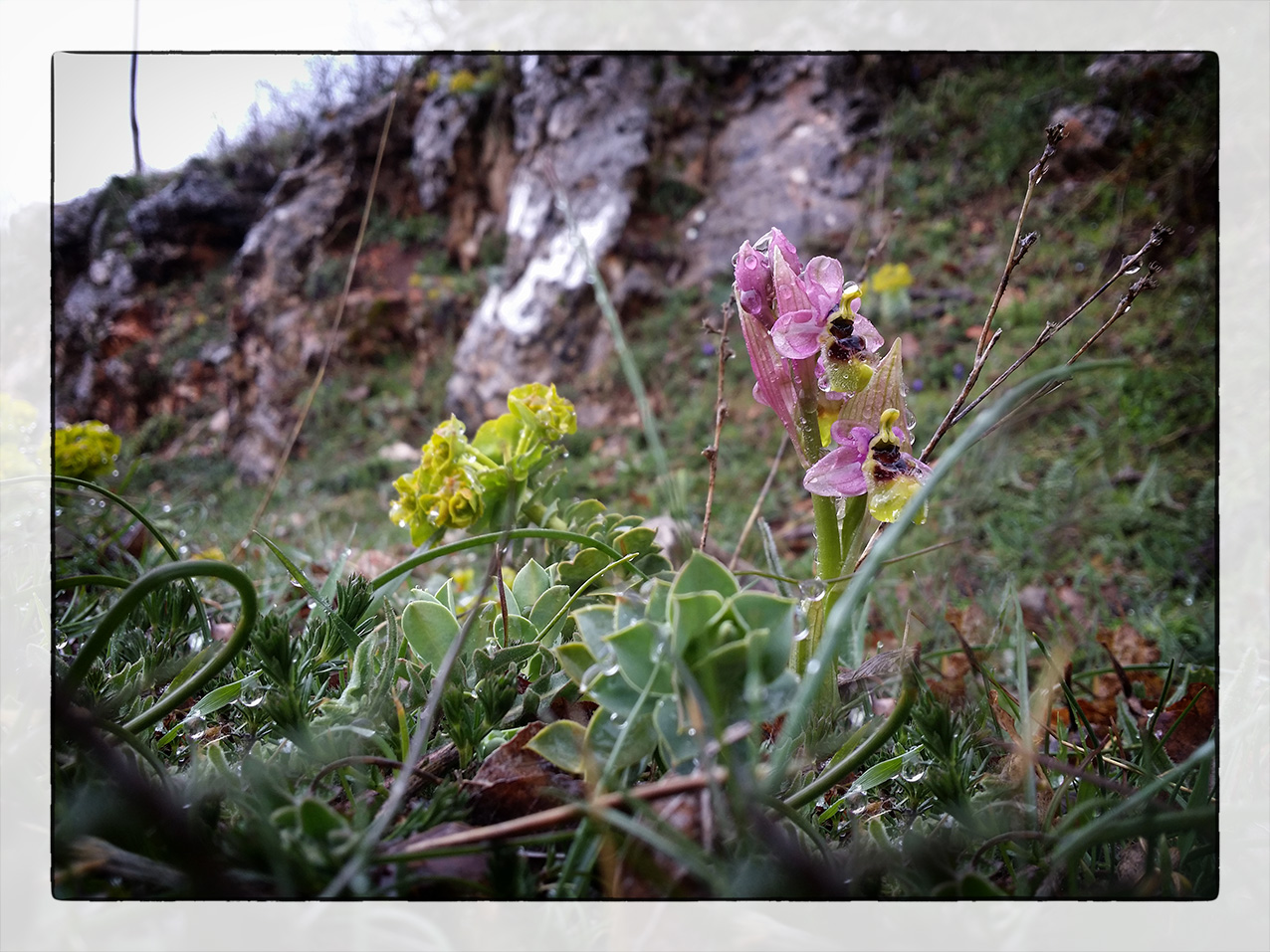 Orchidee sul Gargano