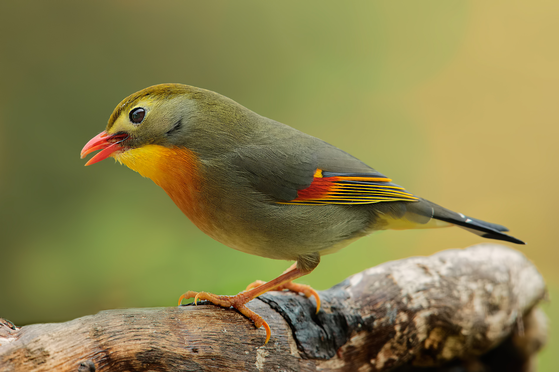 Nightingale of Japan (Male)