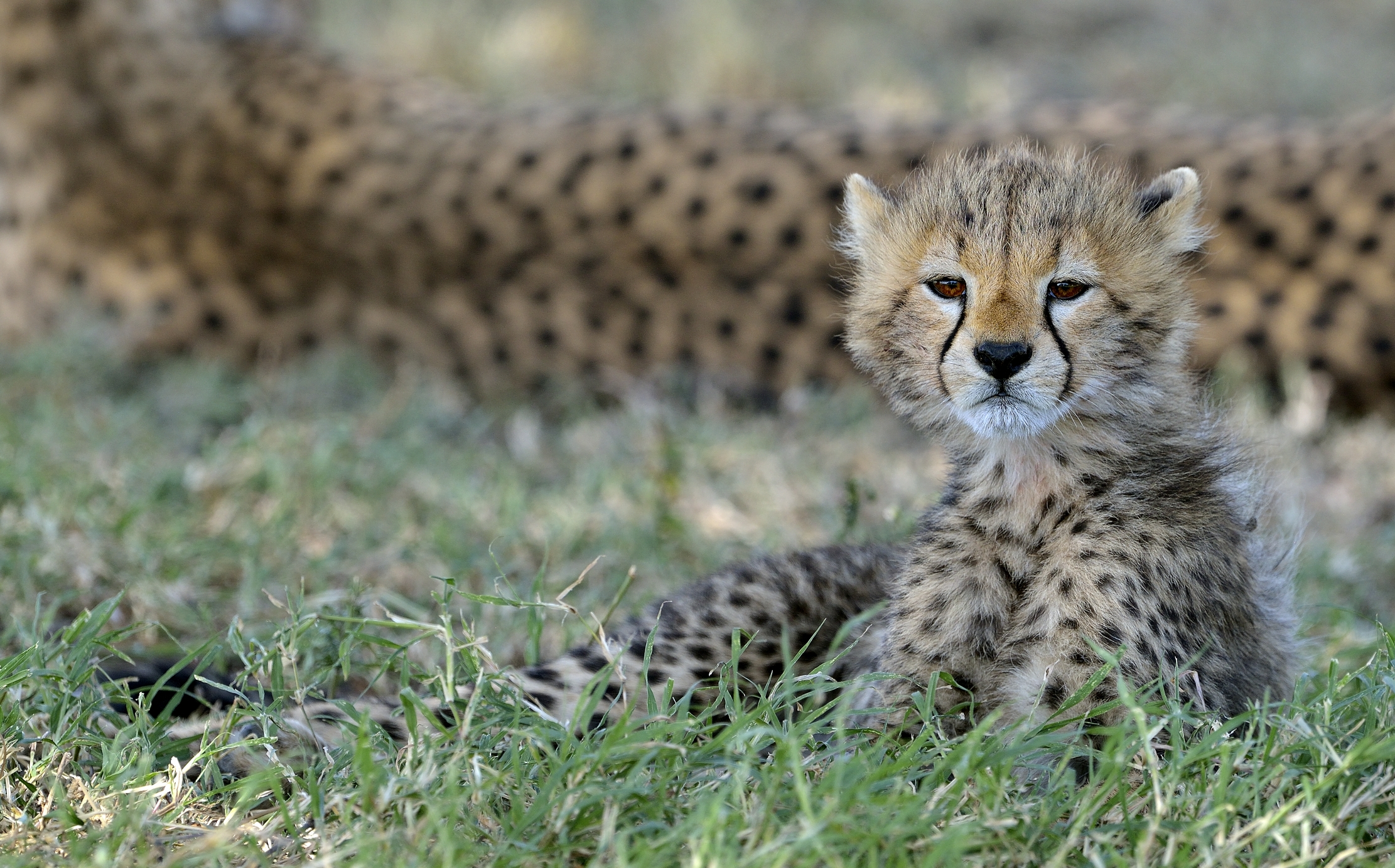 Tanzania 2015 - Ghepardino