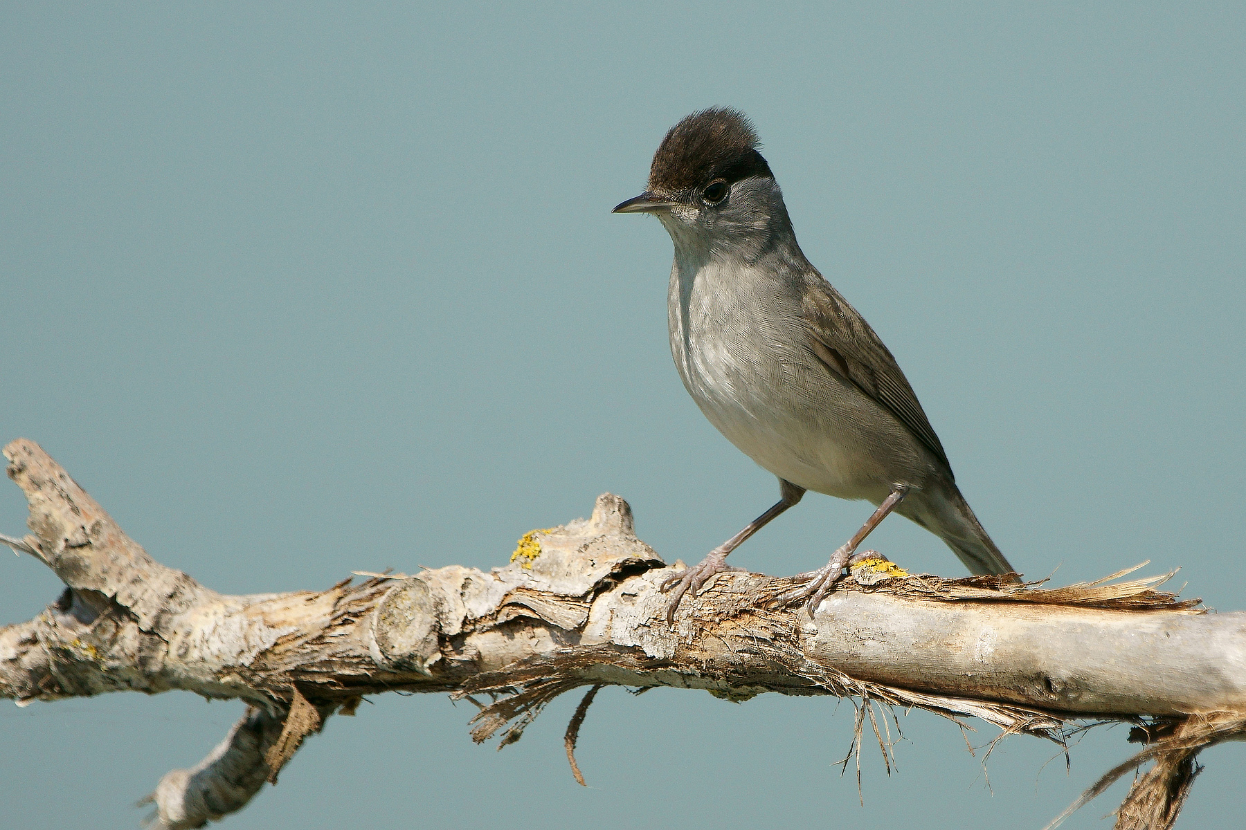 Blackcap
