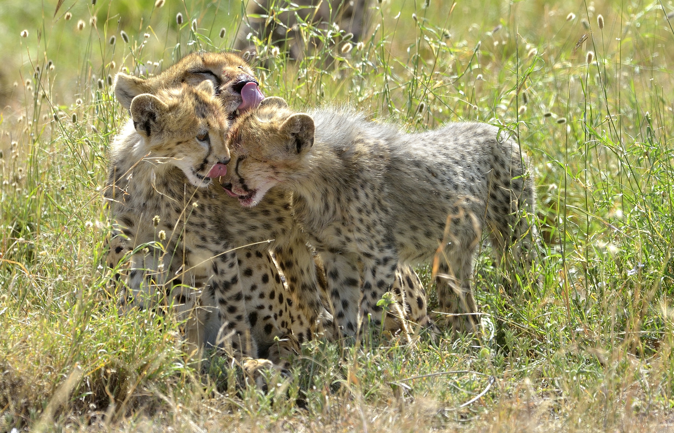 Tanzania 2015 - Tenerezze