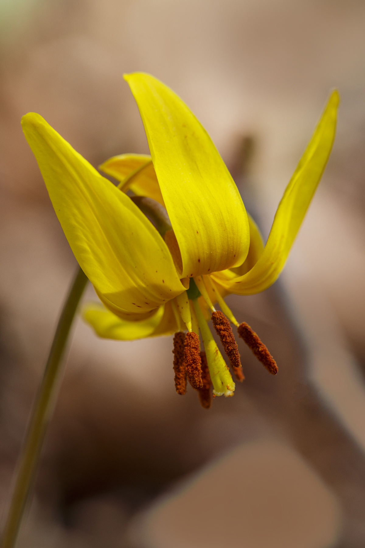 Trout Lilly