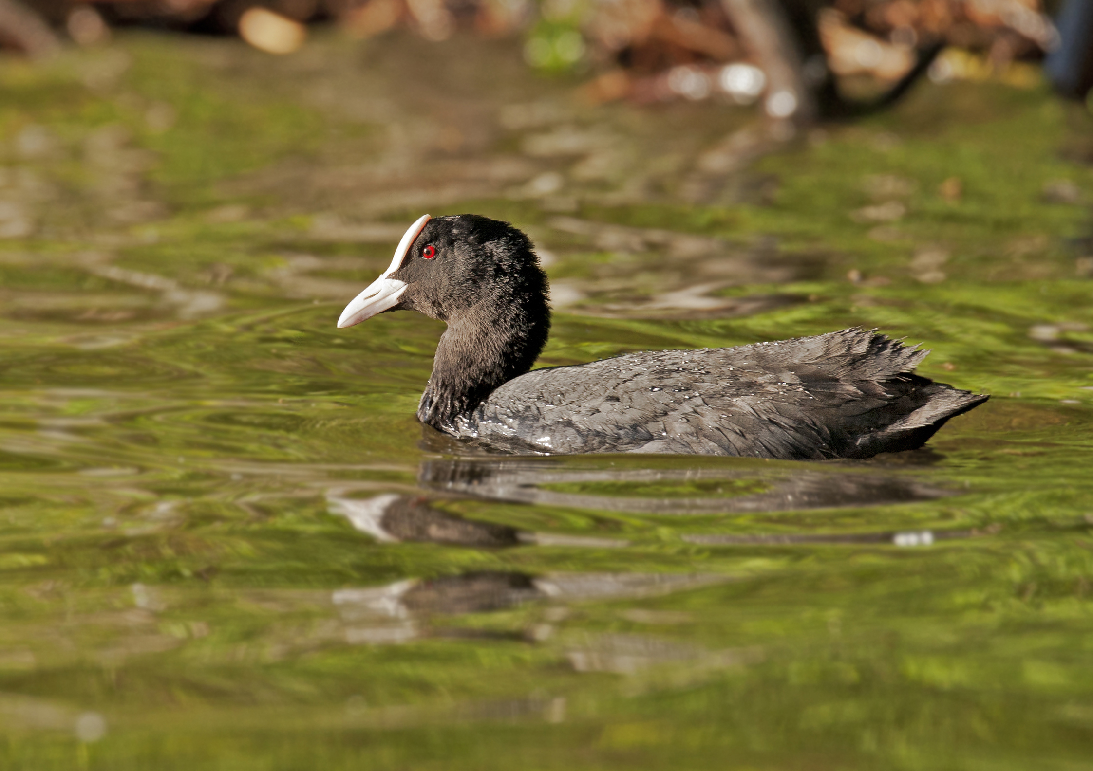 coot at sunset