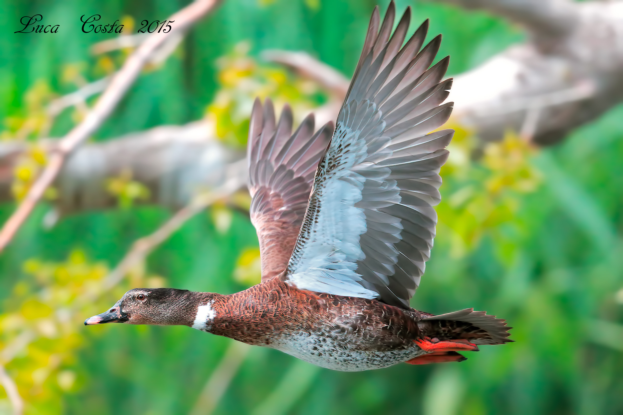 Duck Germanata (Crossing)
