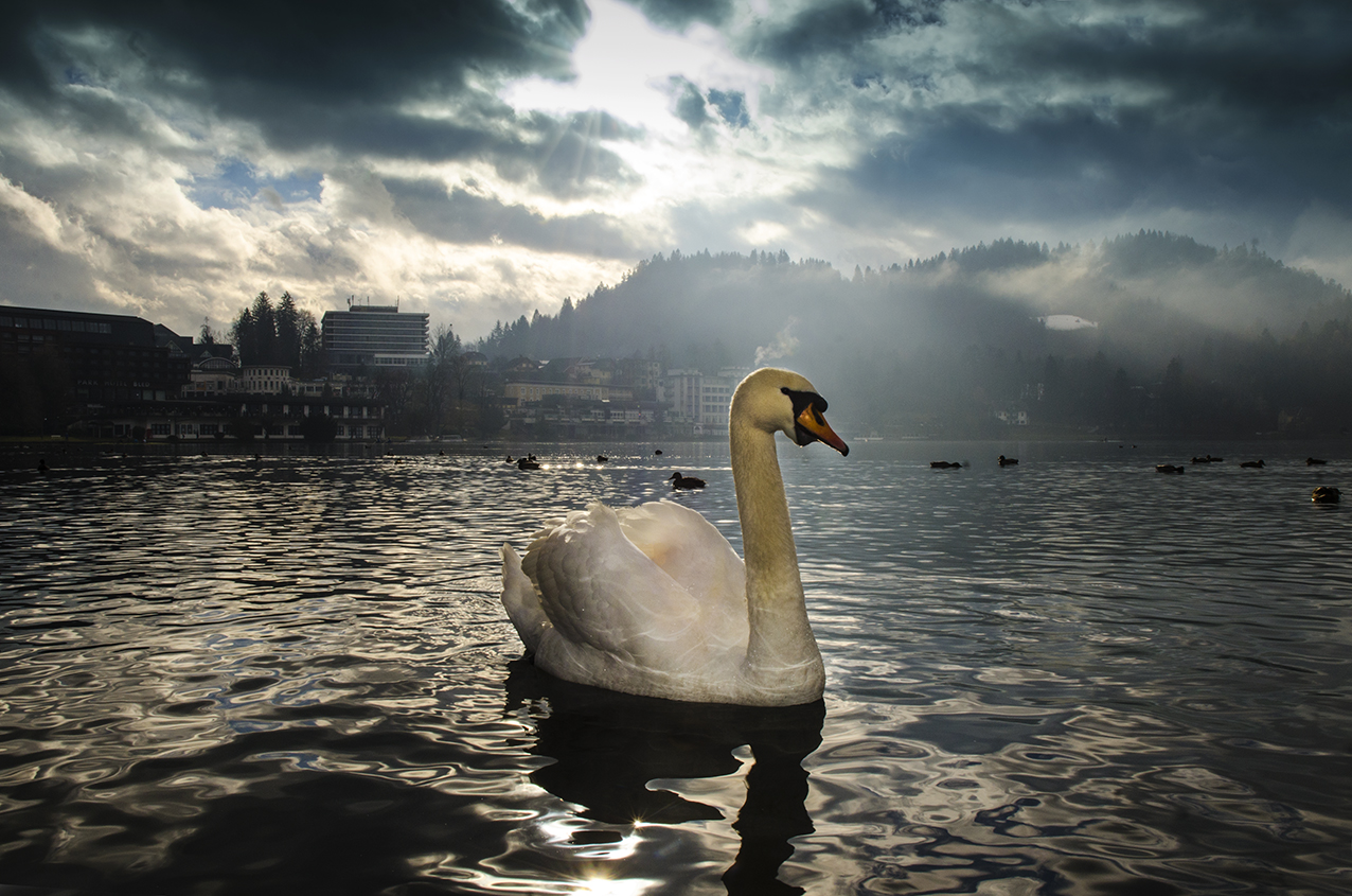 Cigno sul lago di Bled