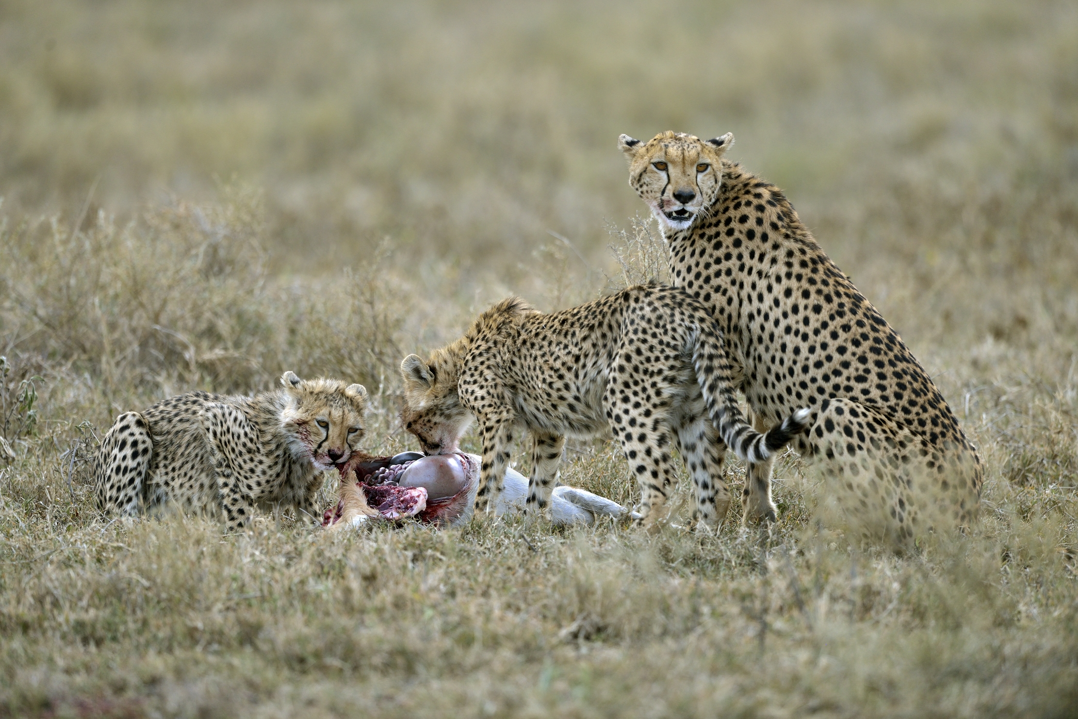 Tanzania 2015 - The Meal