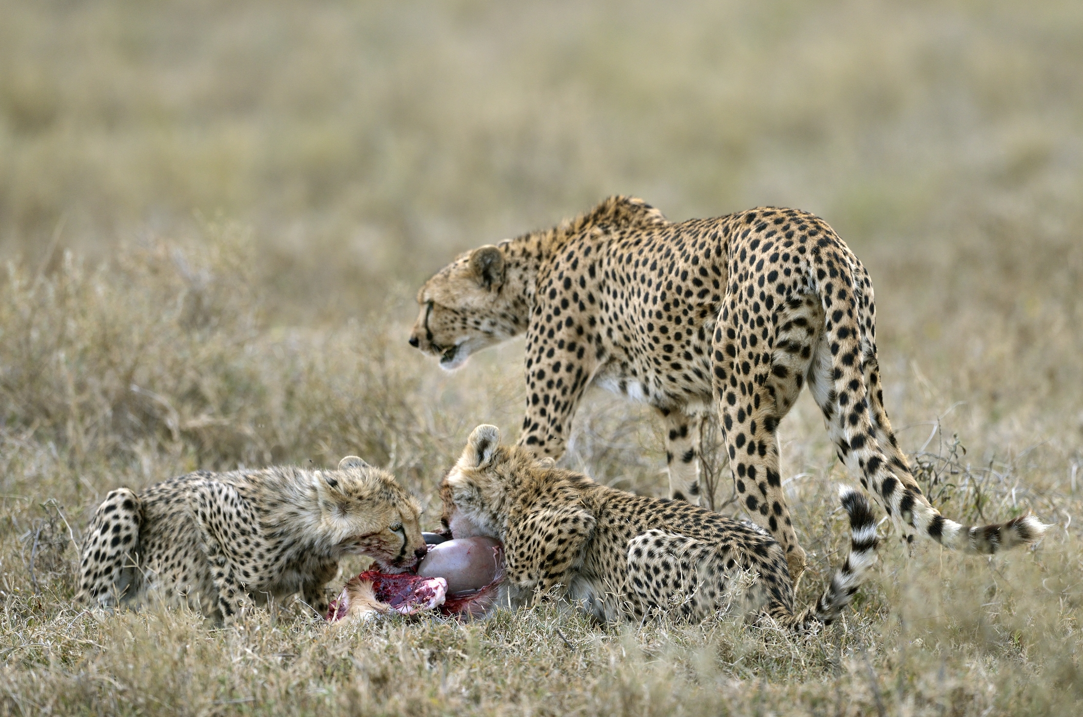 Tanzania 2015 - The Meal