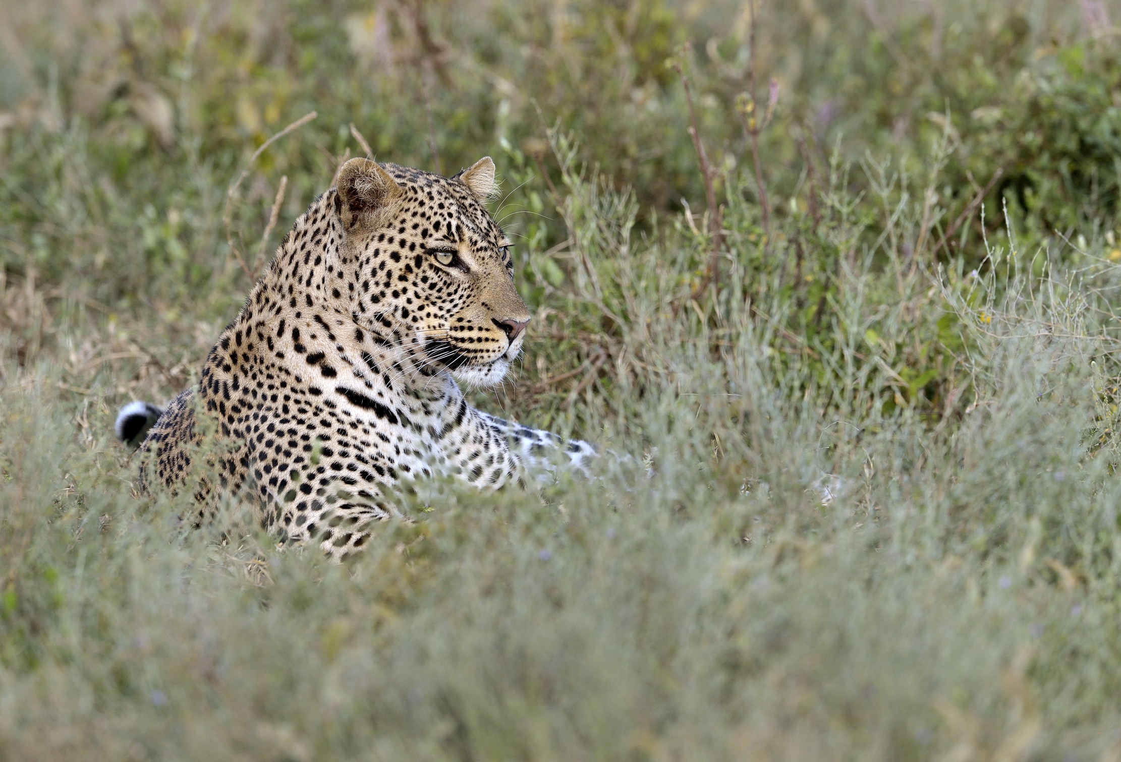 Tanzania 2015 - Leopard