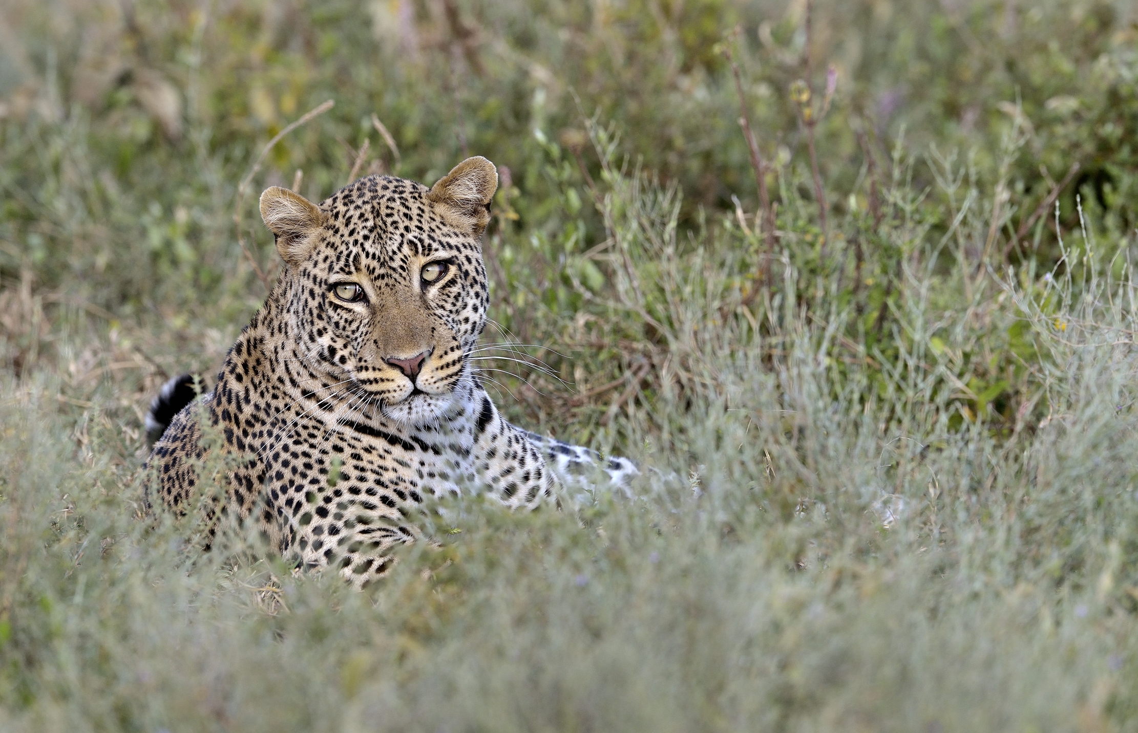 Tanzania 2015 - Leopard